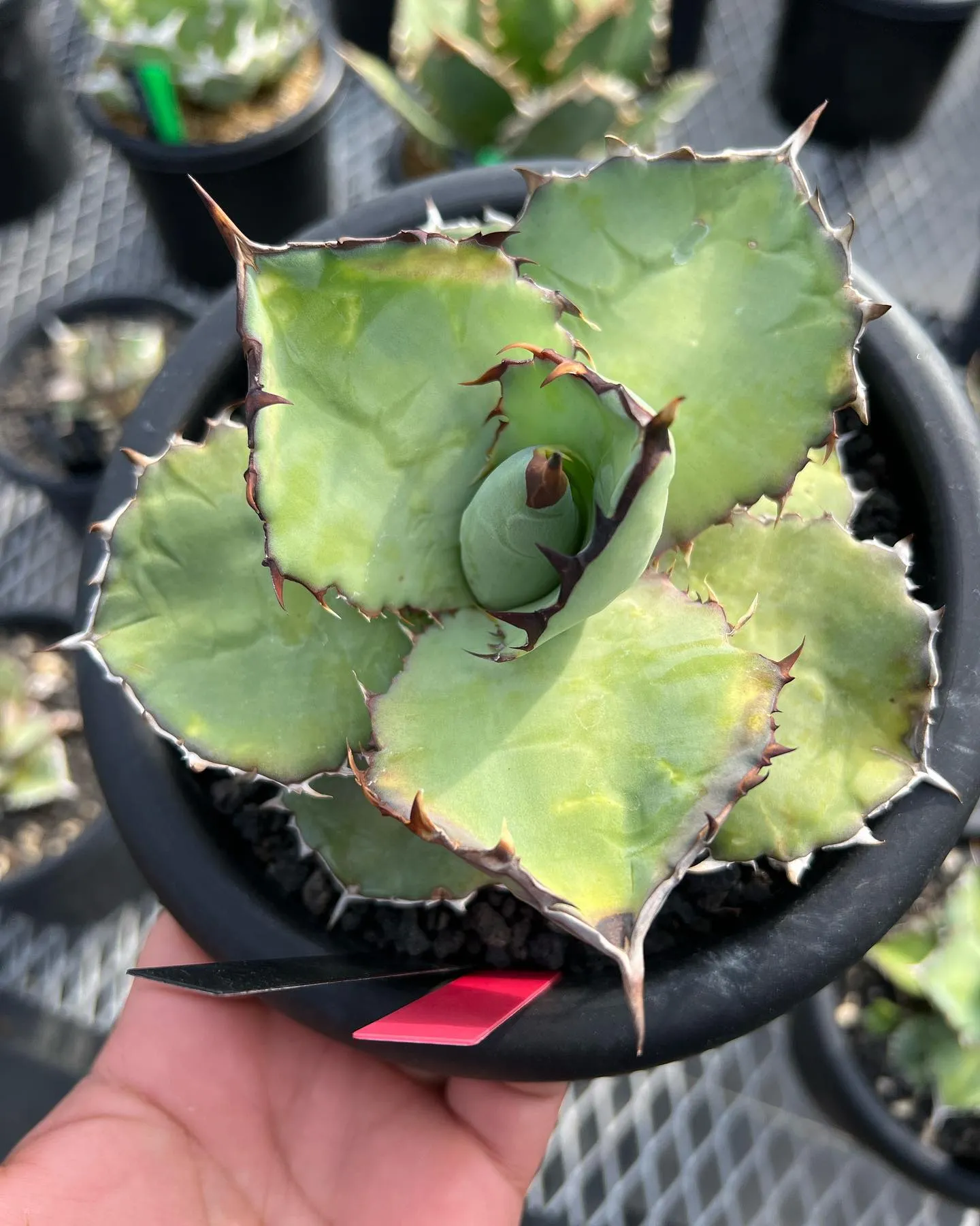 写真の株はTitanota x Oteroi 