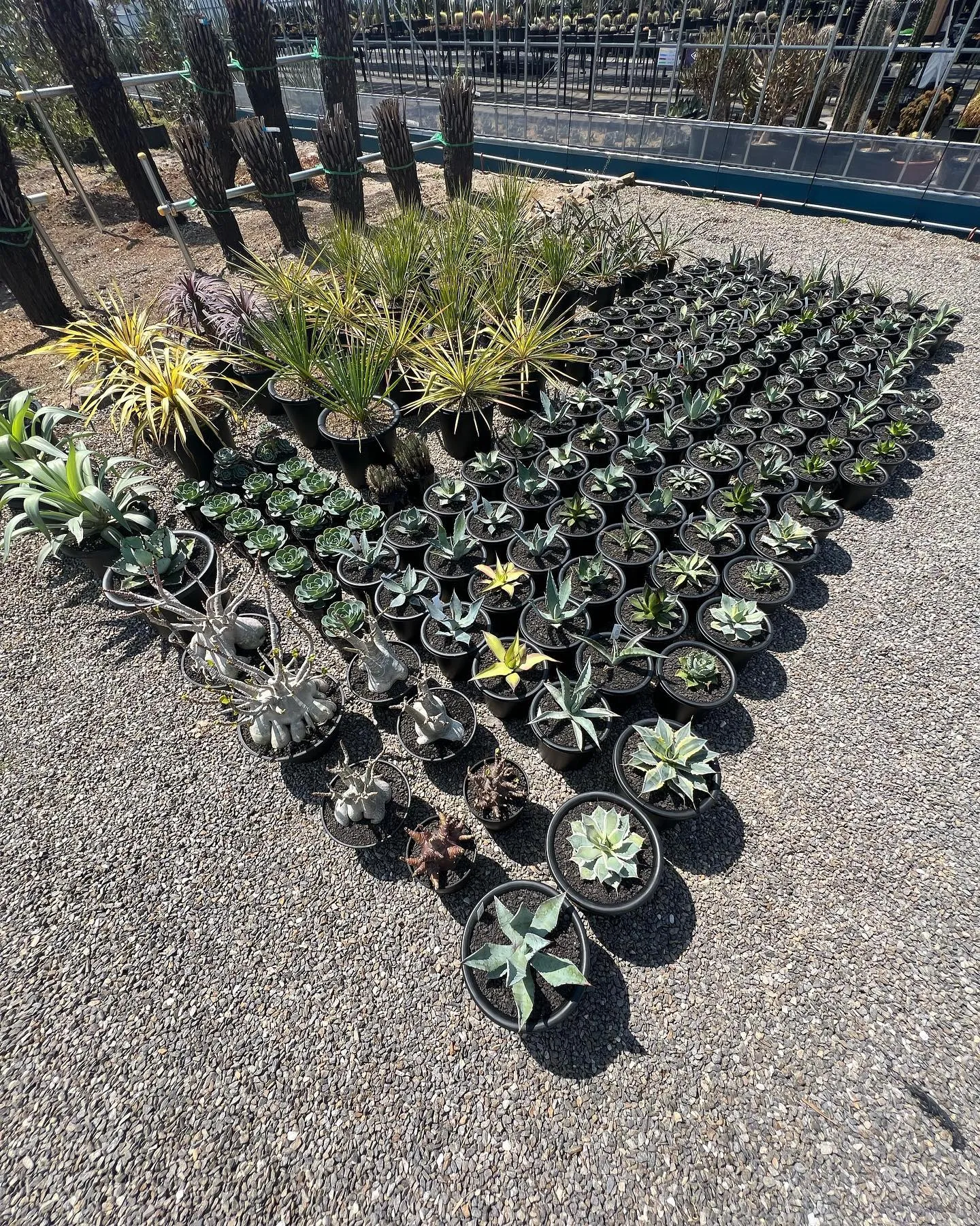 今週もアガベを中心に色々と入荷の方しております。