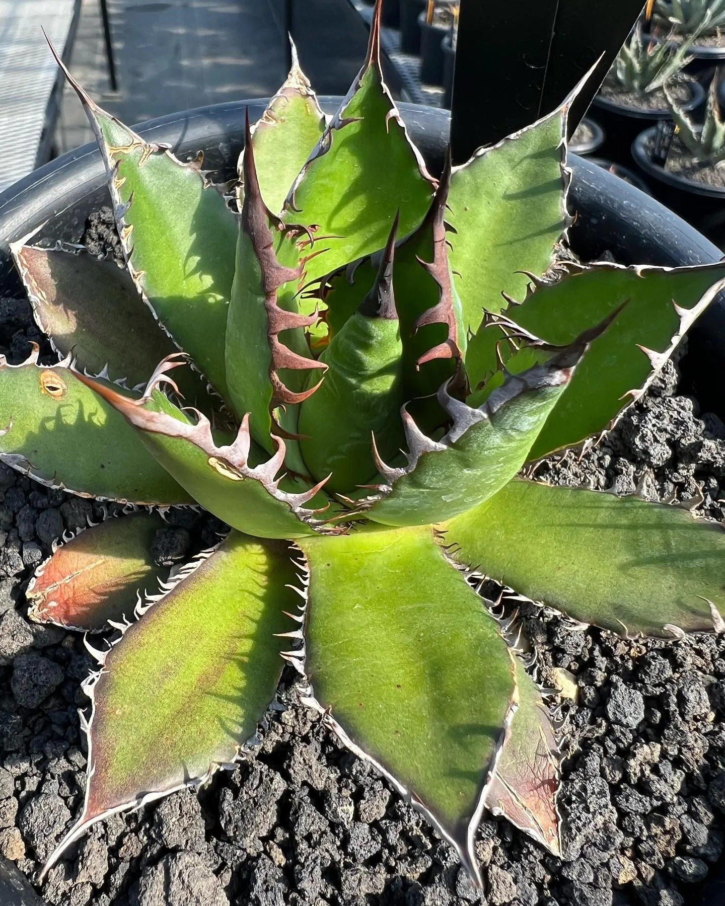 強棘タイプのホリダも徐々に良くなってきました。