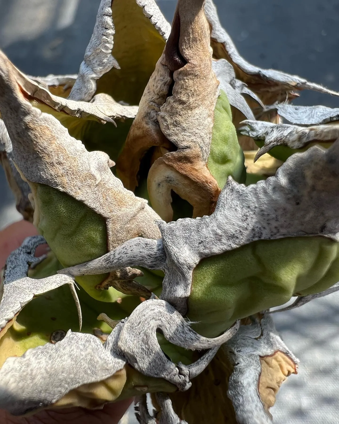 オアハカ産オテロイのDM販売ですが準備が間に合わなさそうです...