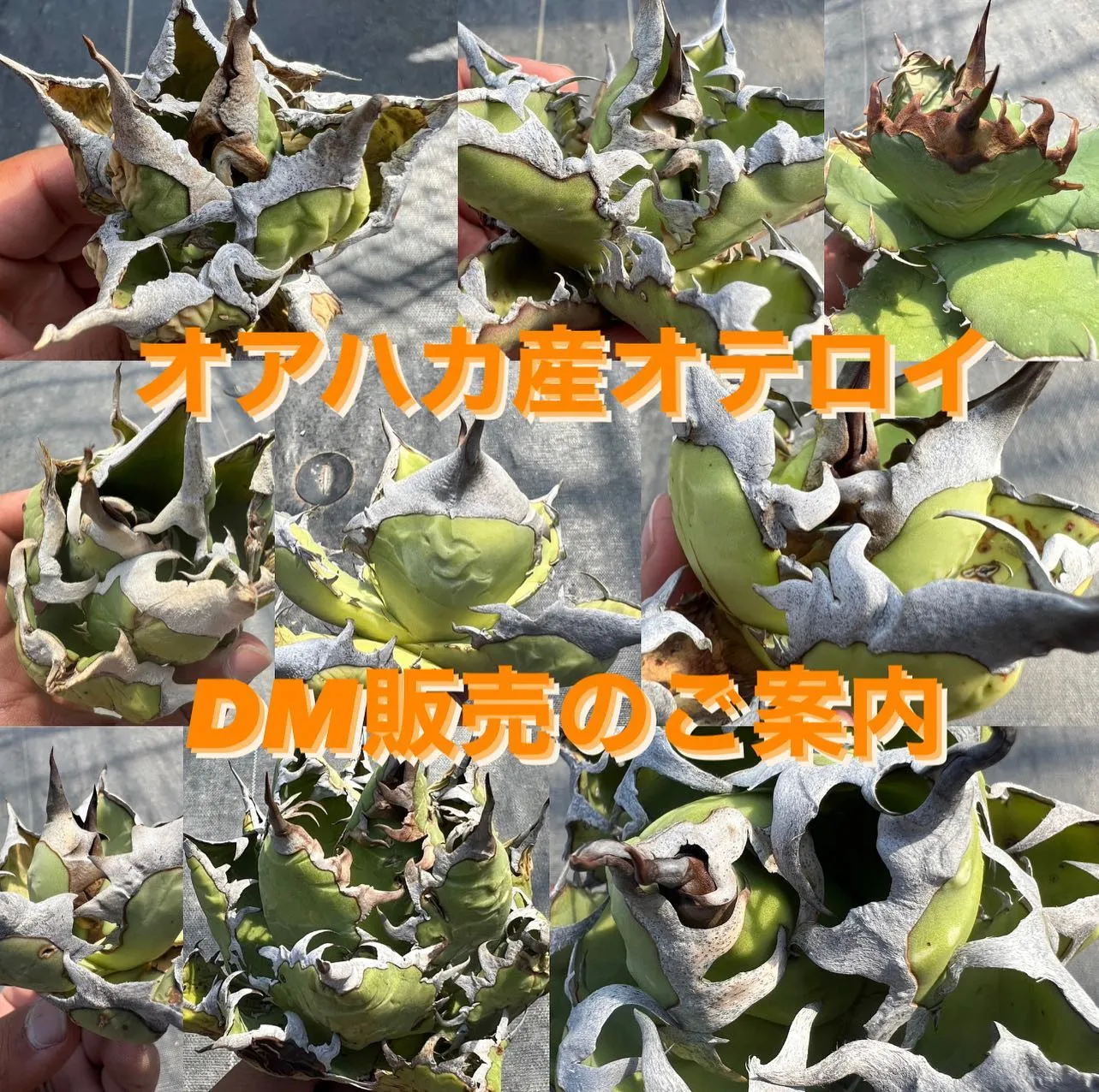 オアハカ産オテロイのDM販売のご案内です。