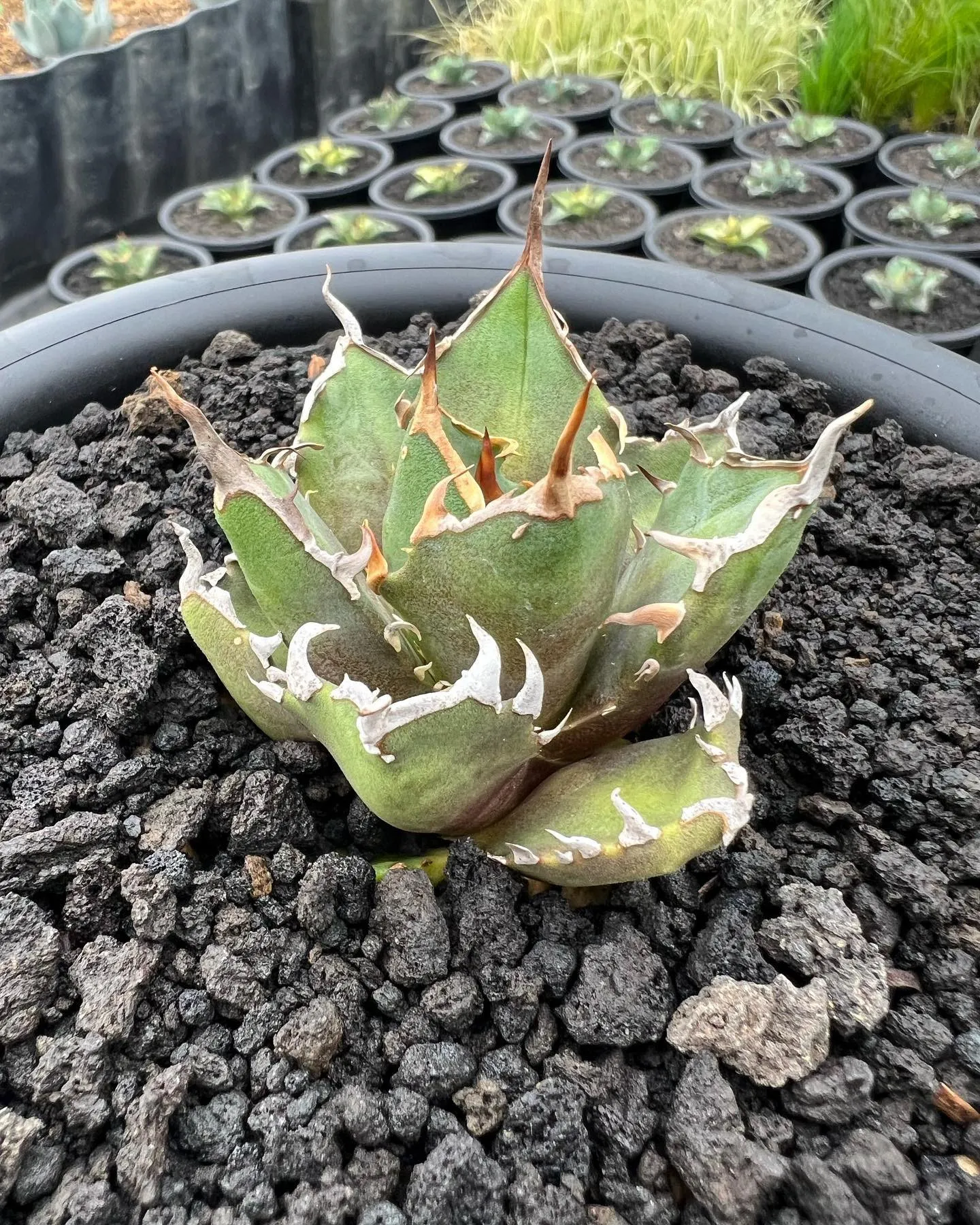 雪峰も特徴がで初めてきている良いサイズ感です。