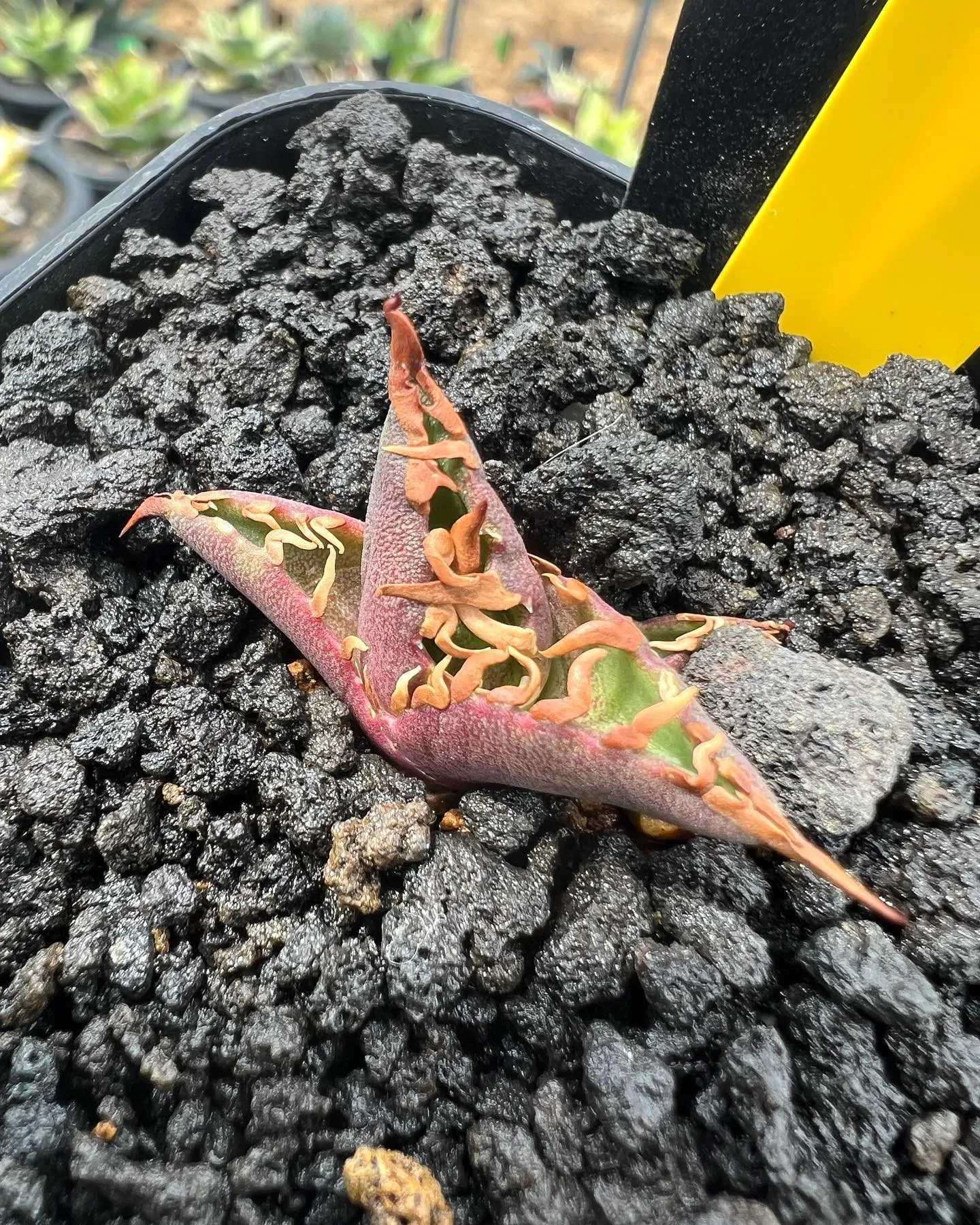 本日も開店と同時にご来店ありがとうございます。