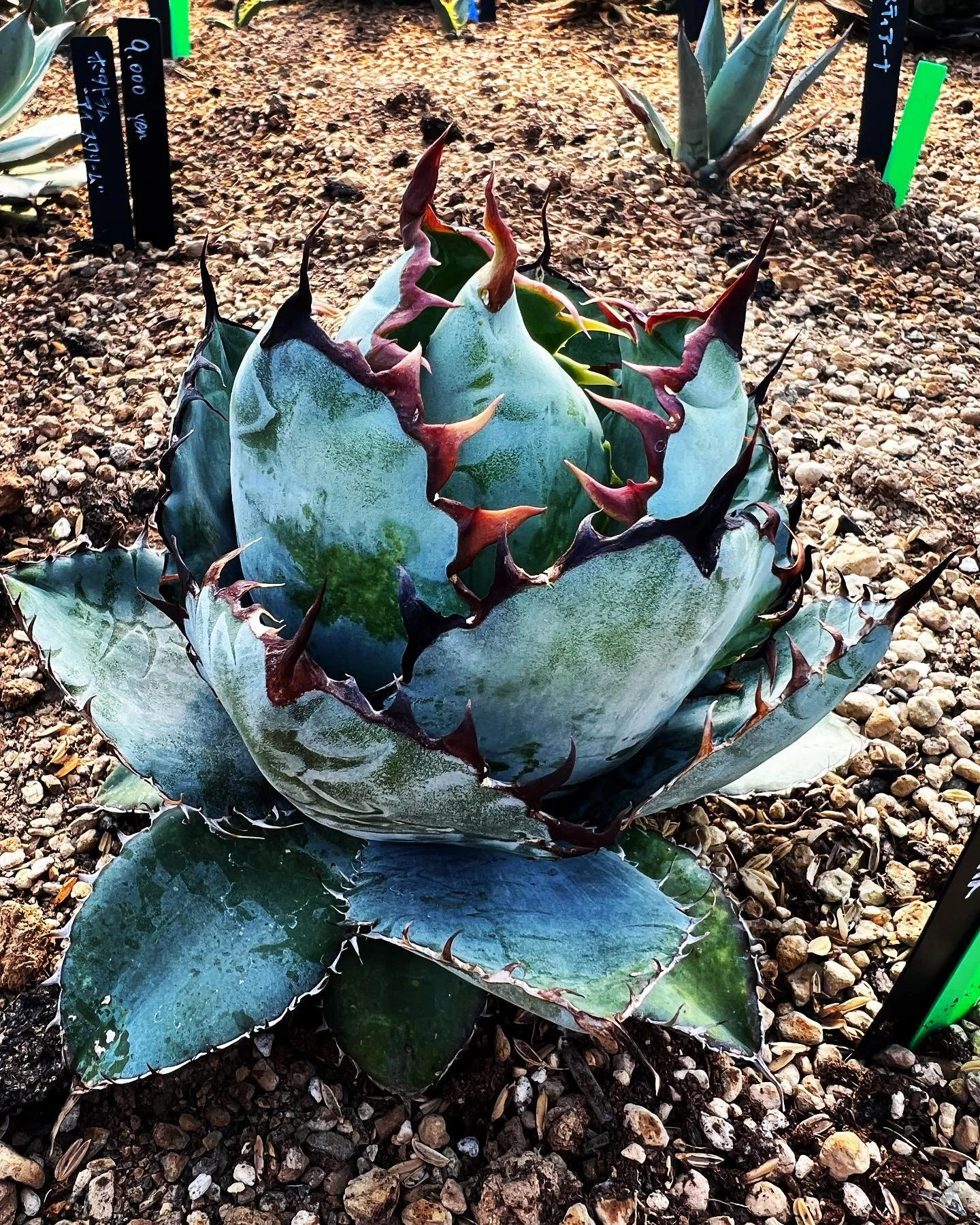 一応店舗の方にスタッフはおりますが本日臨時休業となります。