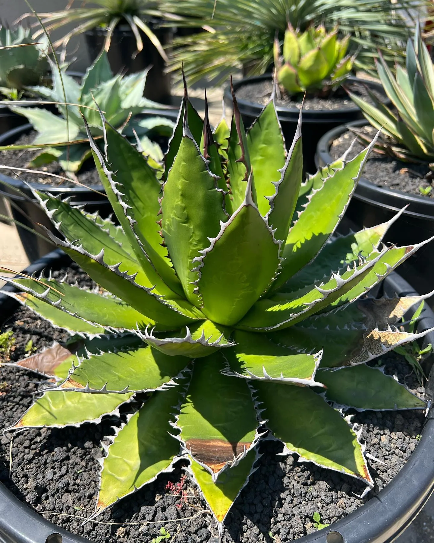 実生ホリダもここまで大きくなれば立派ですね。