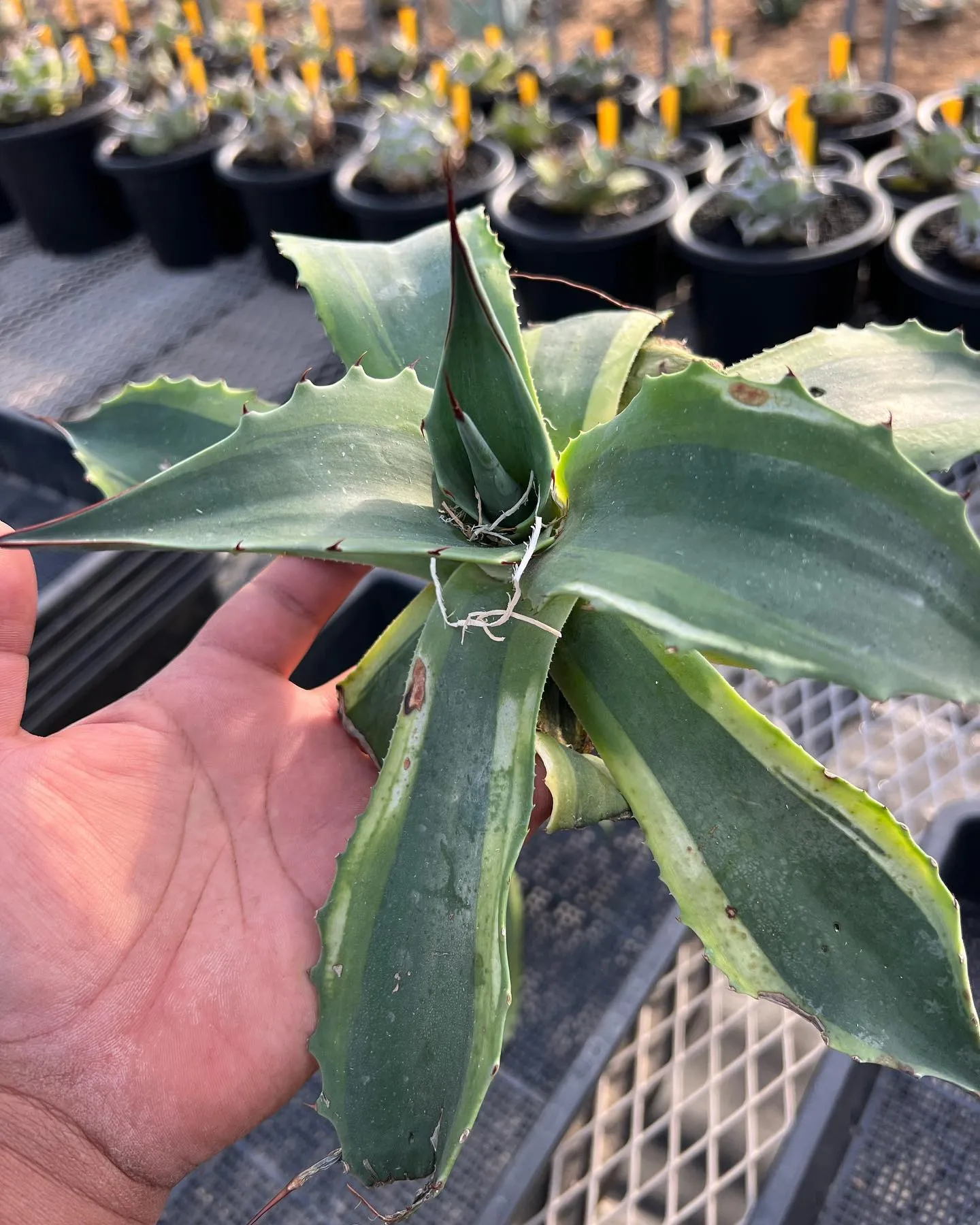 今週は少量ですが、US便も入荷しております。