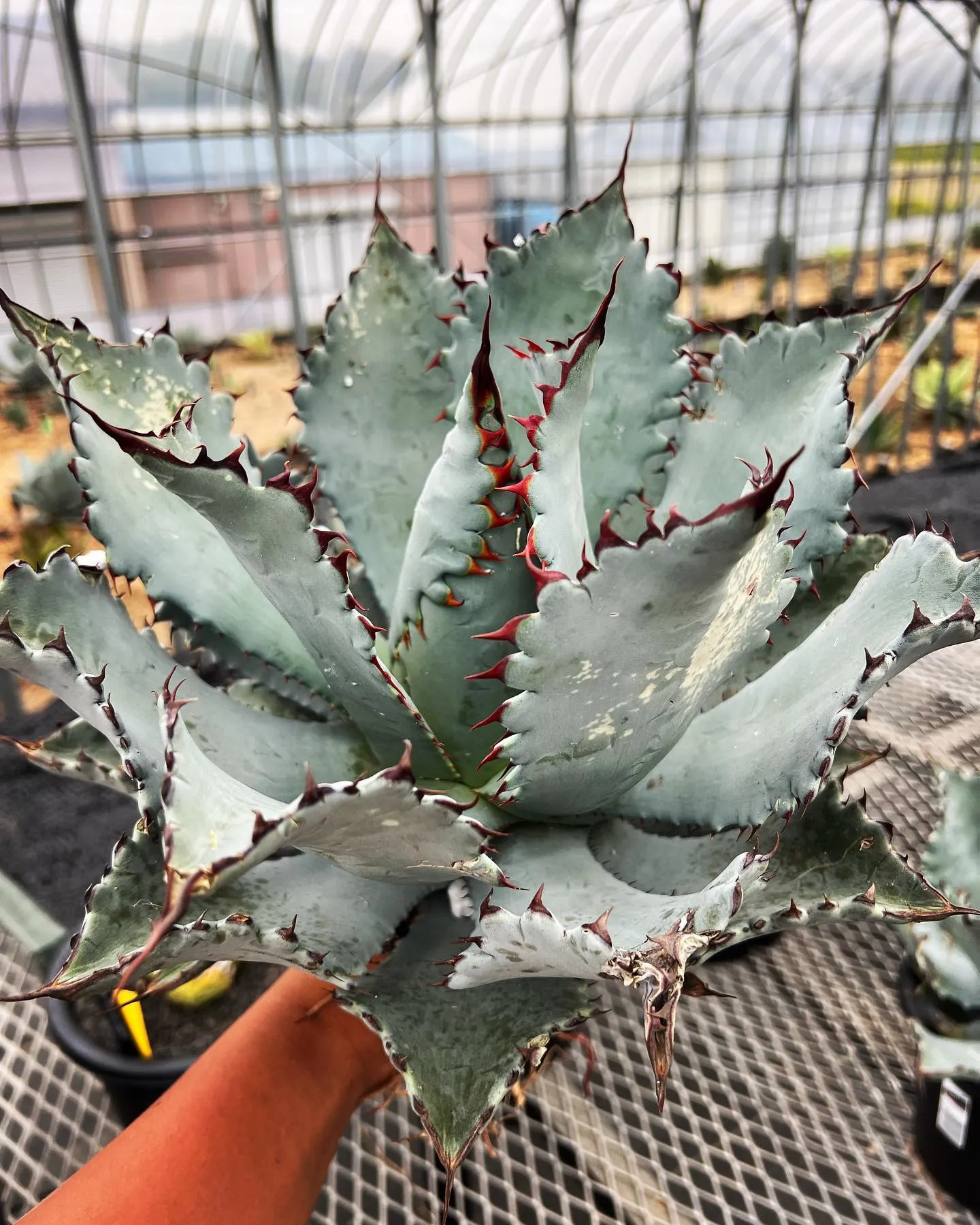 (Potatorum “Spawn” x Isthmensi...