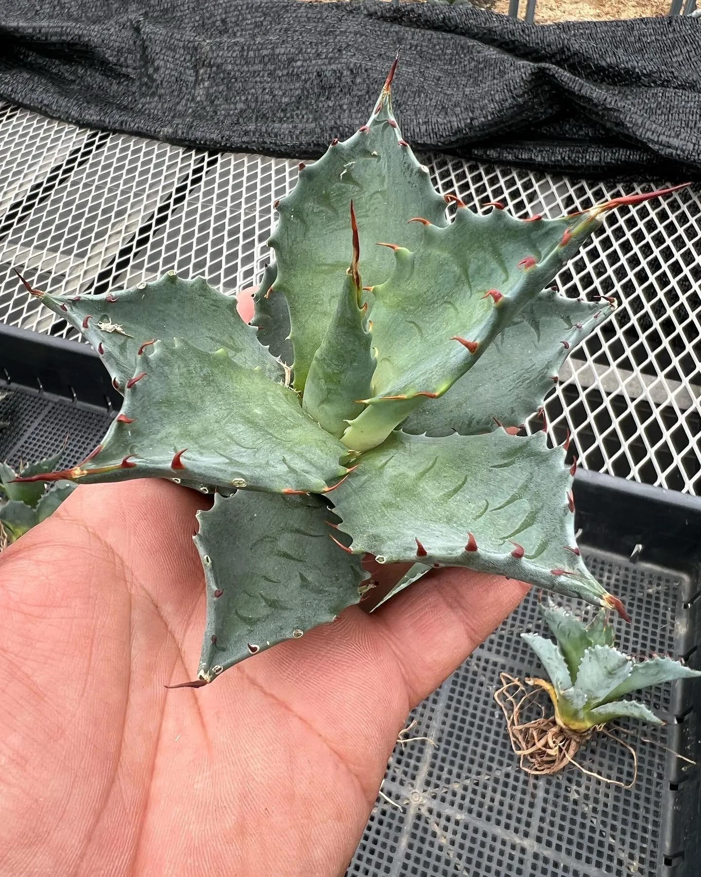 本日も沢山のご来店ありがとうございました。