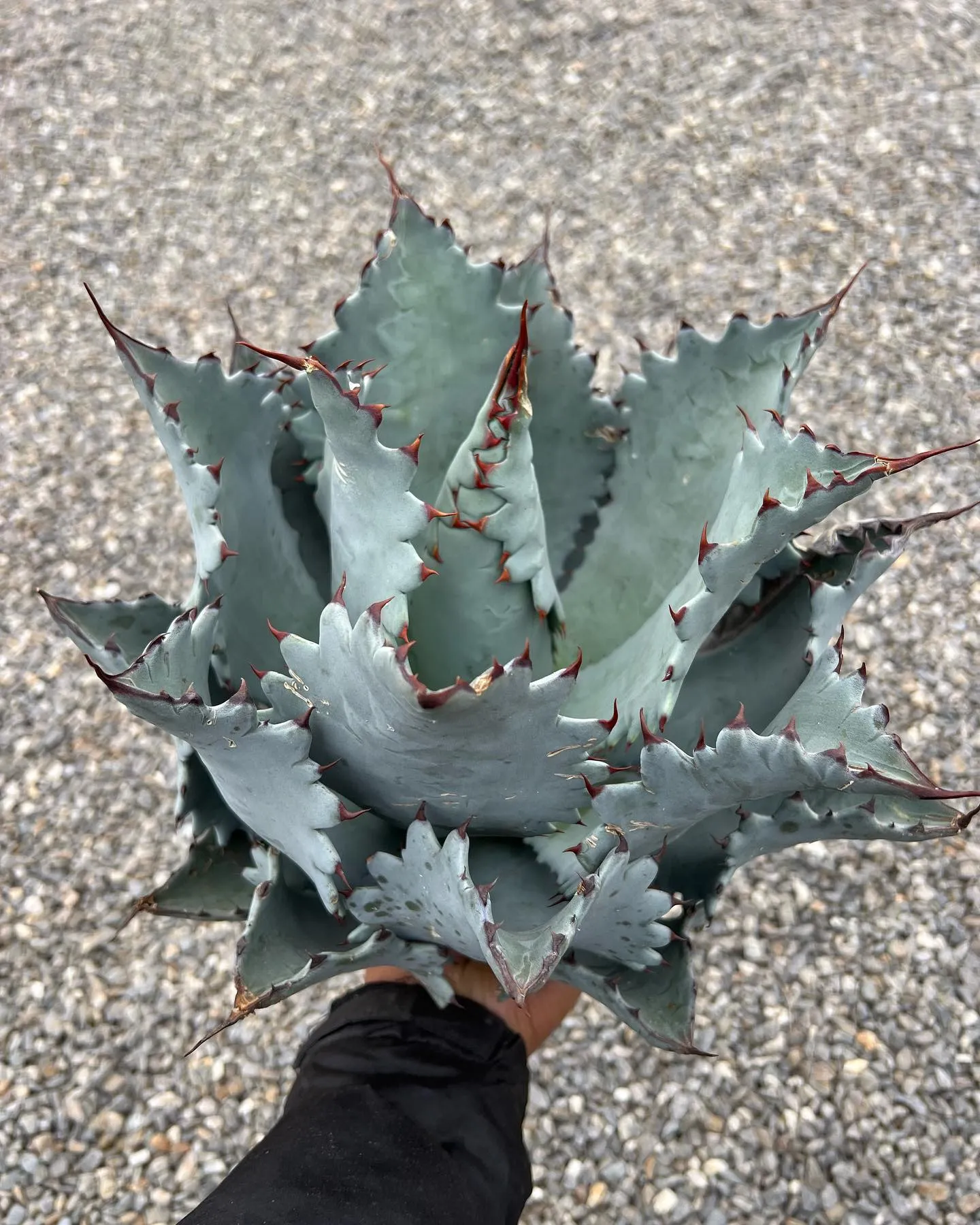 少し前に入荷した