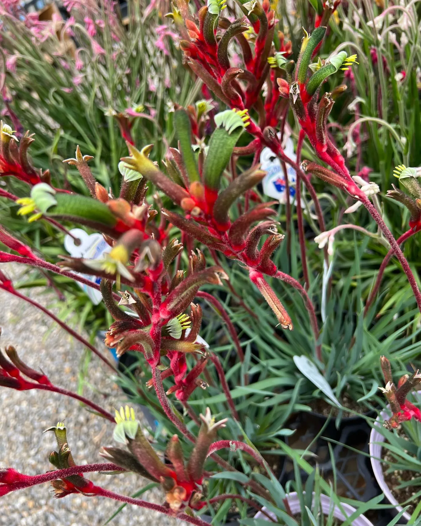 在庫切らしていたカンガルーポーも大量入荷です。