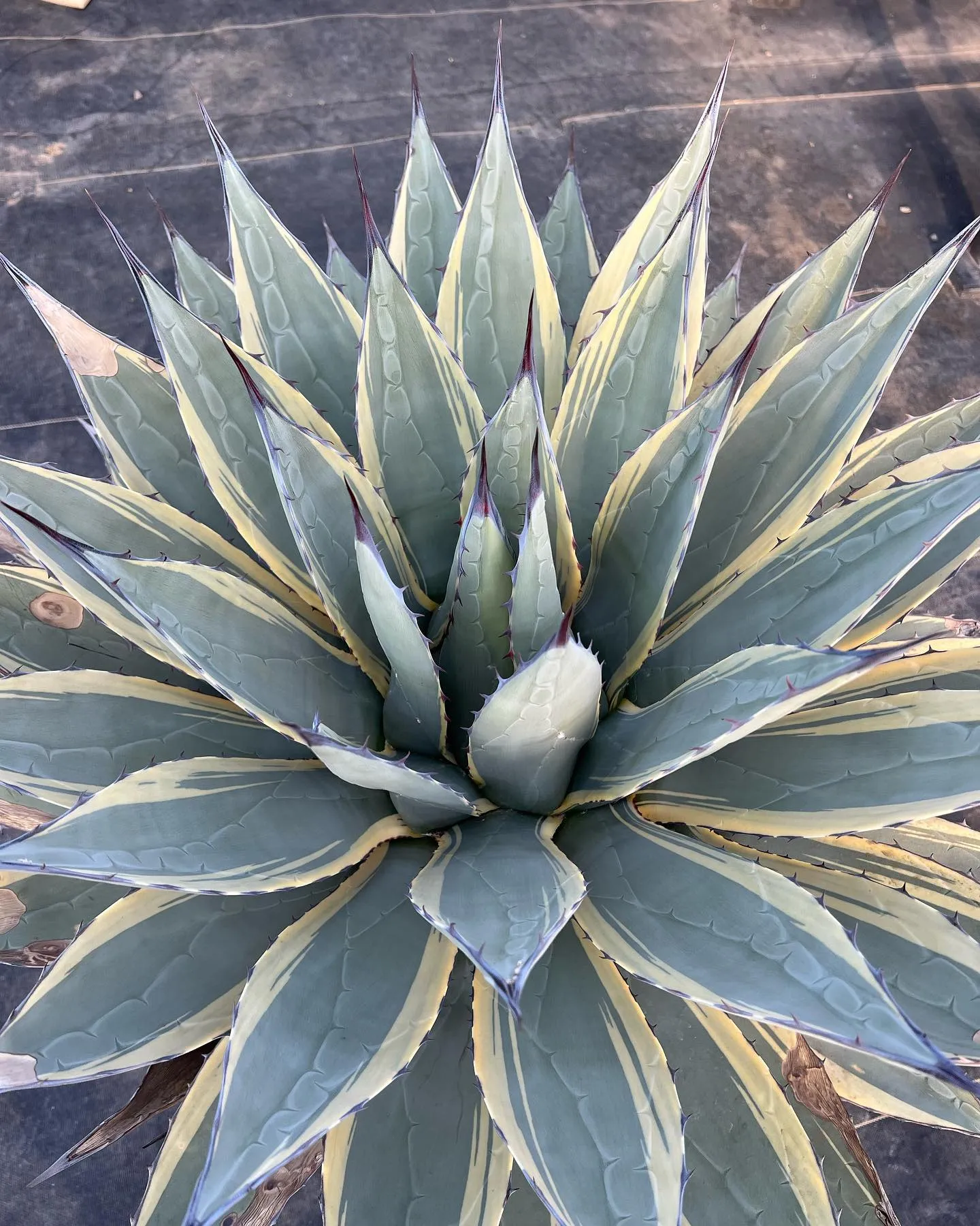 かなり根も回ってきたのでそろそろ地植えでもしようか、鉢増しし...