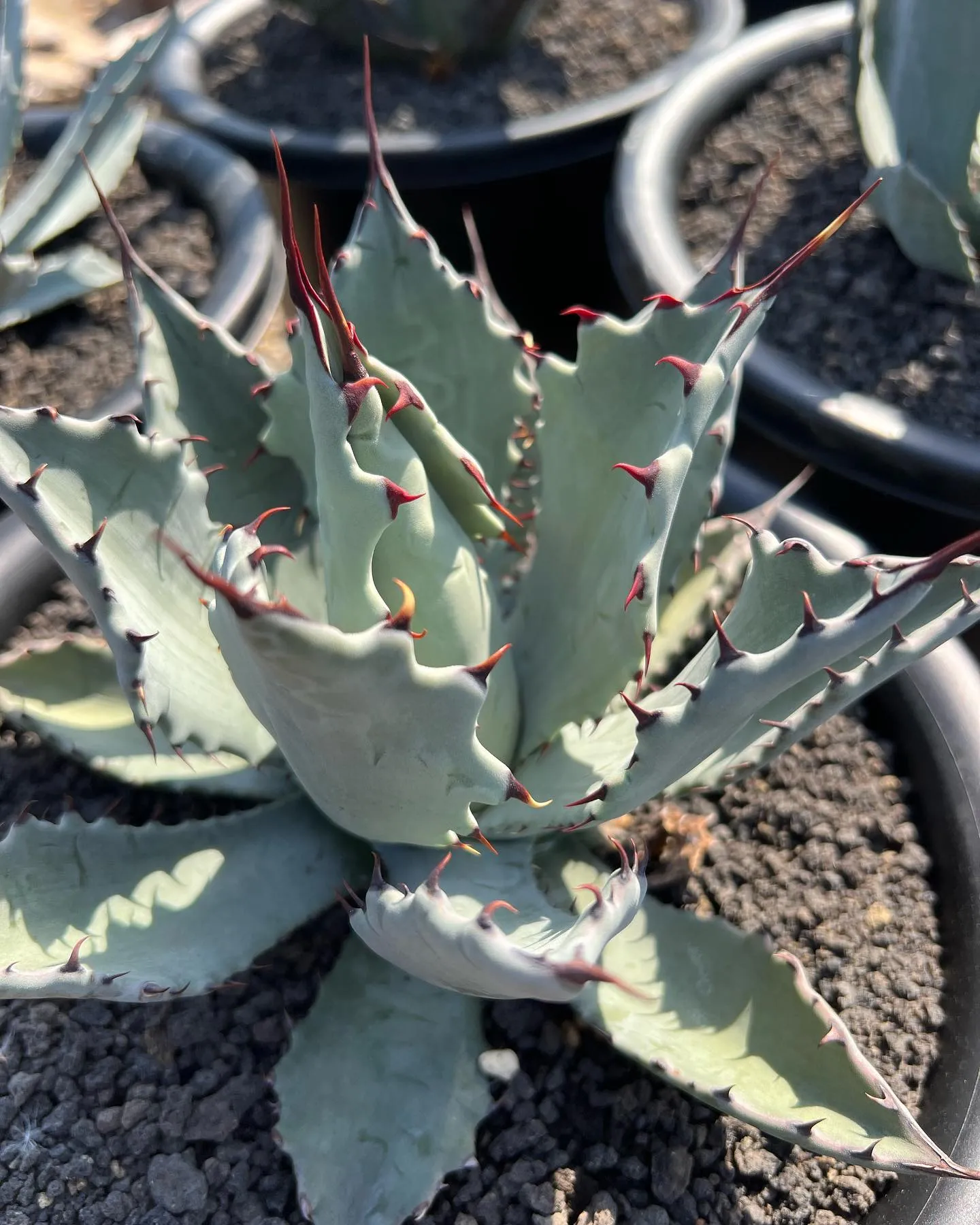 地植え向け品種も色々と入荷しております。