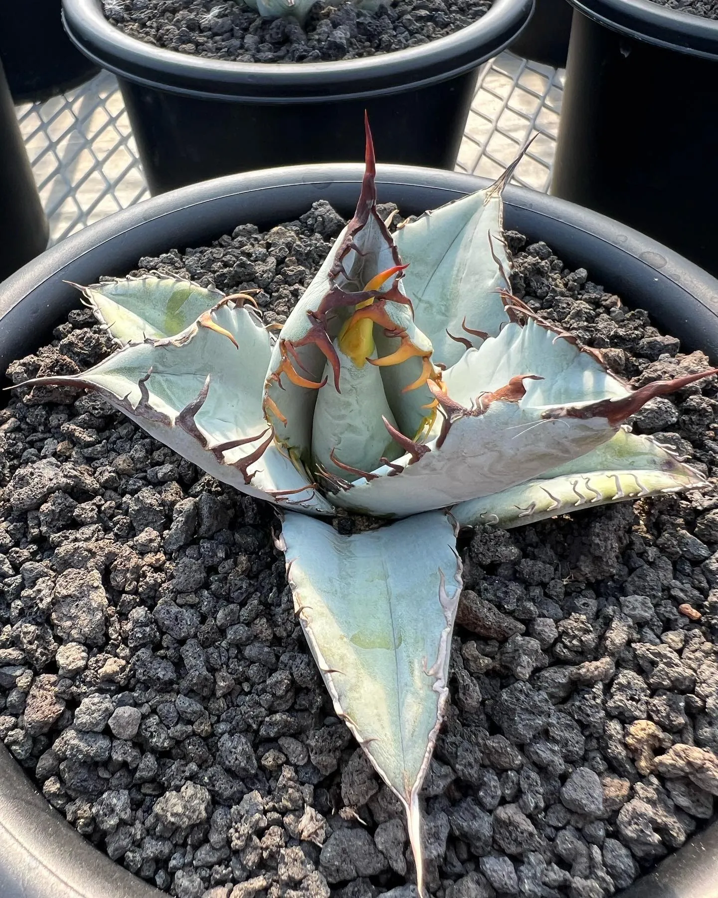 チタノタ　ブルーの選抜も何株か明日より販売開始です。