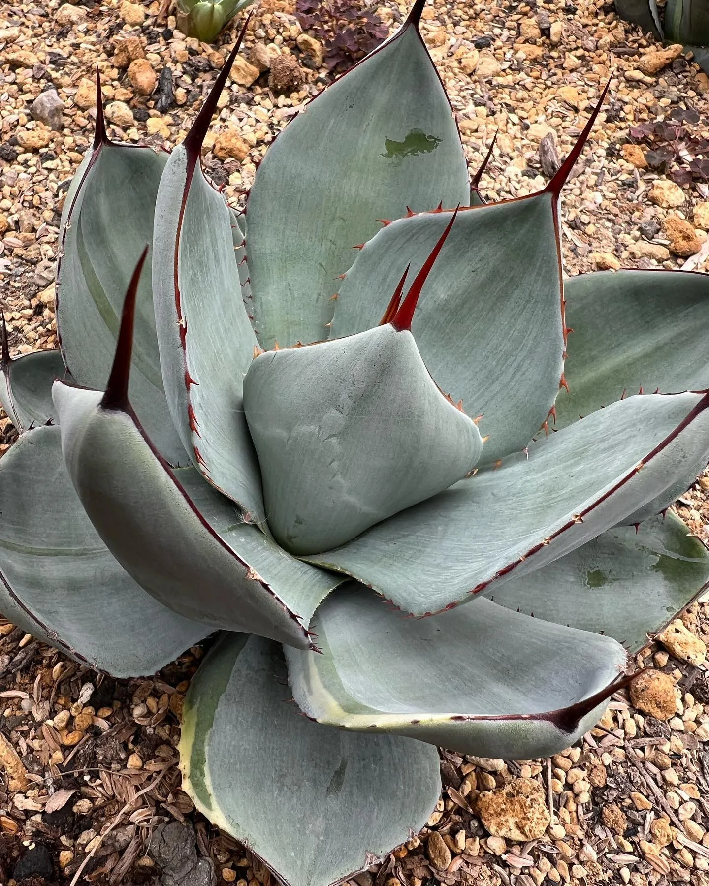 ライムストリークの成れの果て。