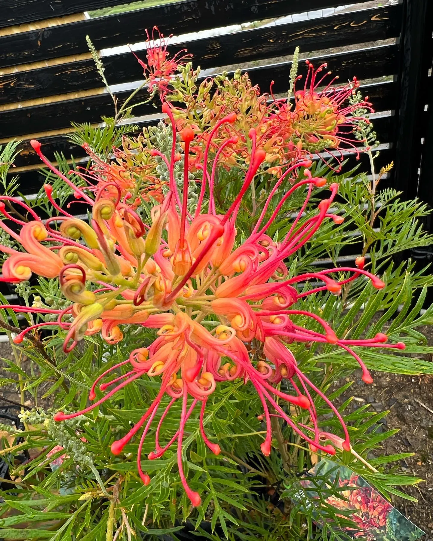 グレビレアが満開で綺麗です。