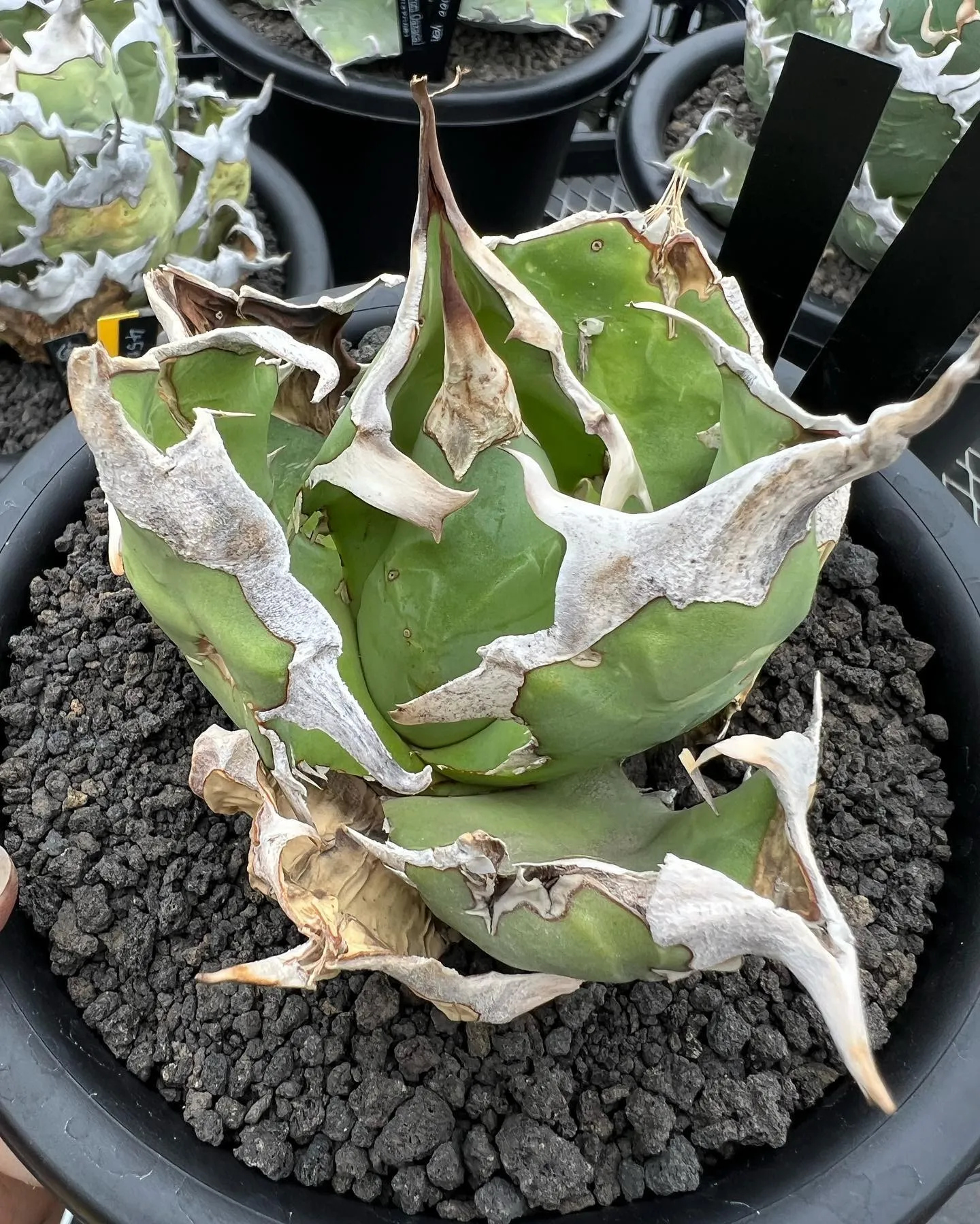 オアハカ等も徐々に発根してきて水を吸ってきました。