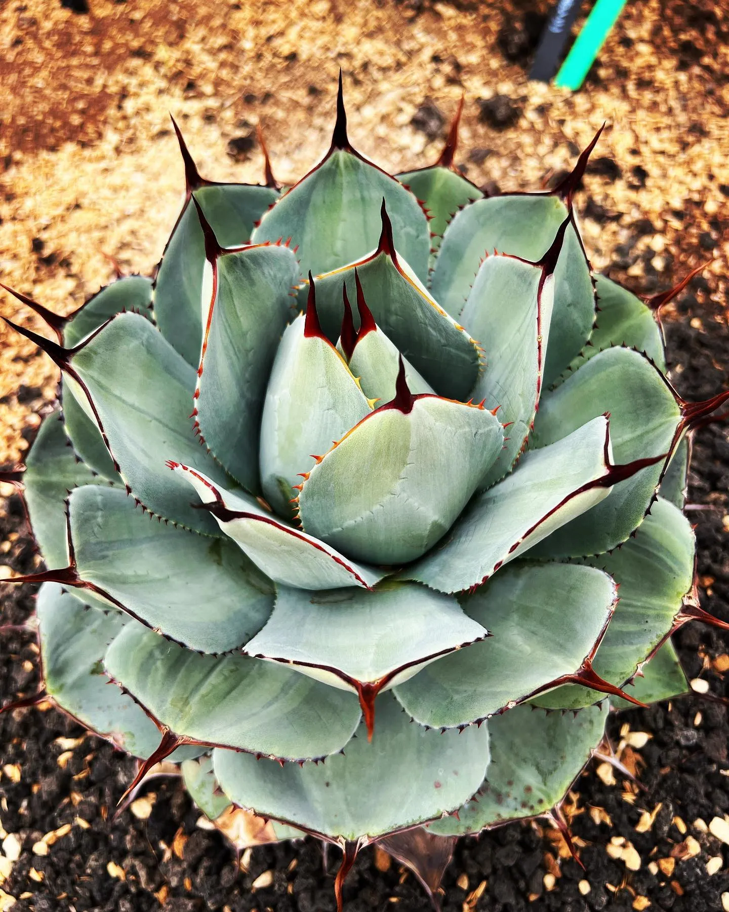 1番お気に入りのトランカータ。