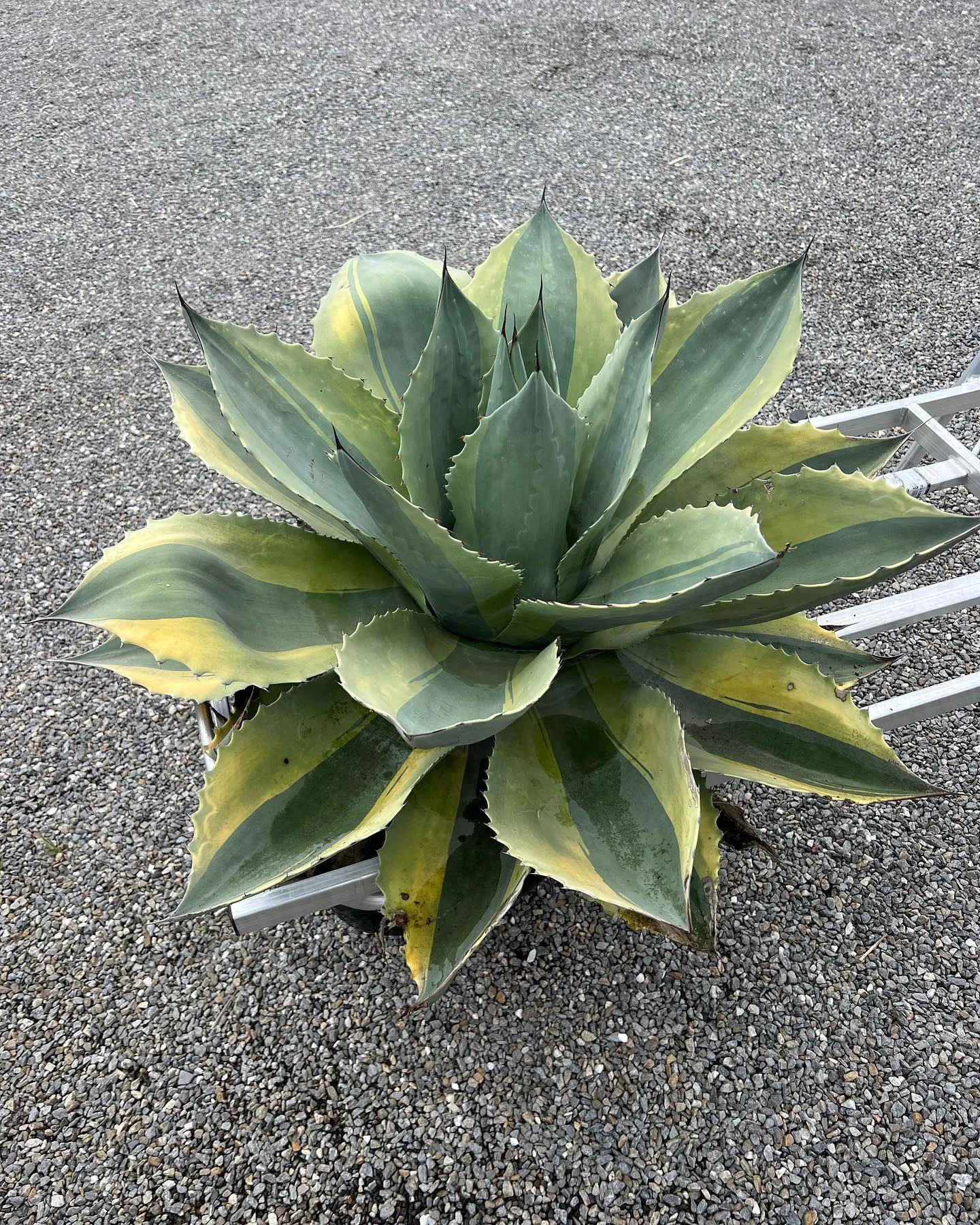 明日の植栽の準備でオルカを掘り上げ。