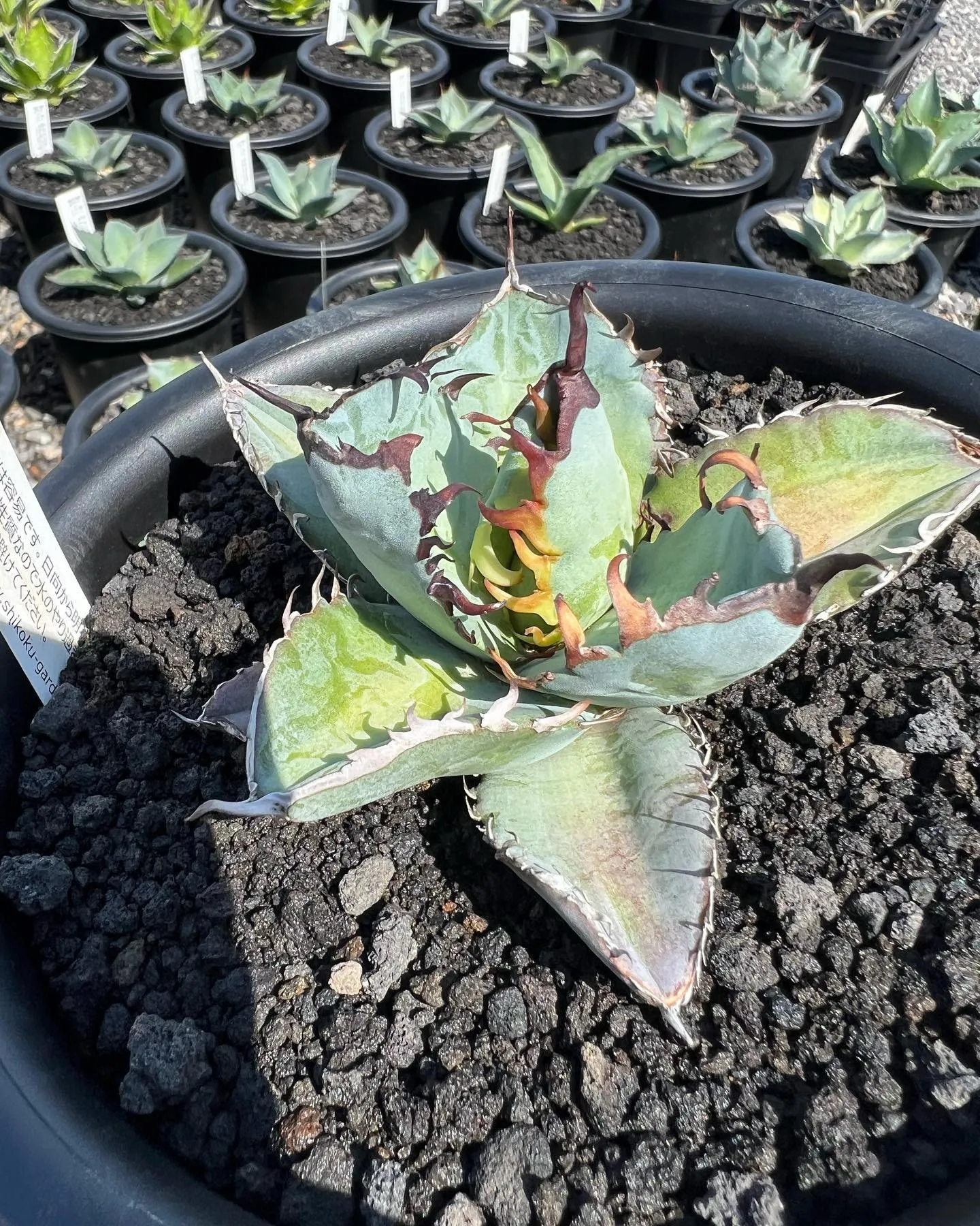 今回一押しのチタノタブルー実生　選抜株です。