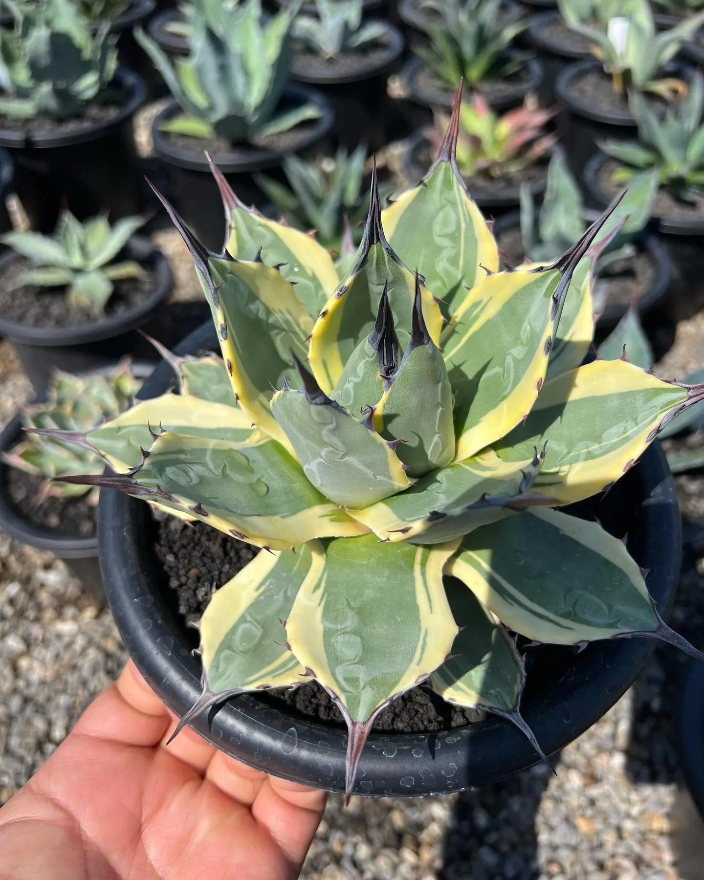 短葉で良型のクリームスパイクも入荷です。