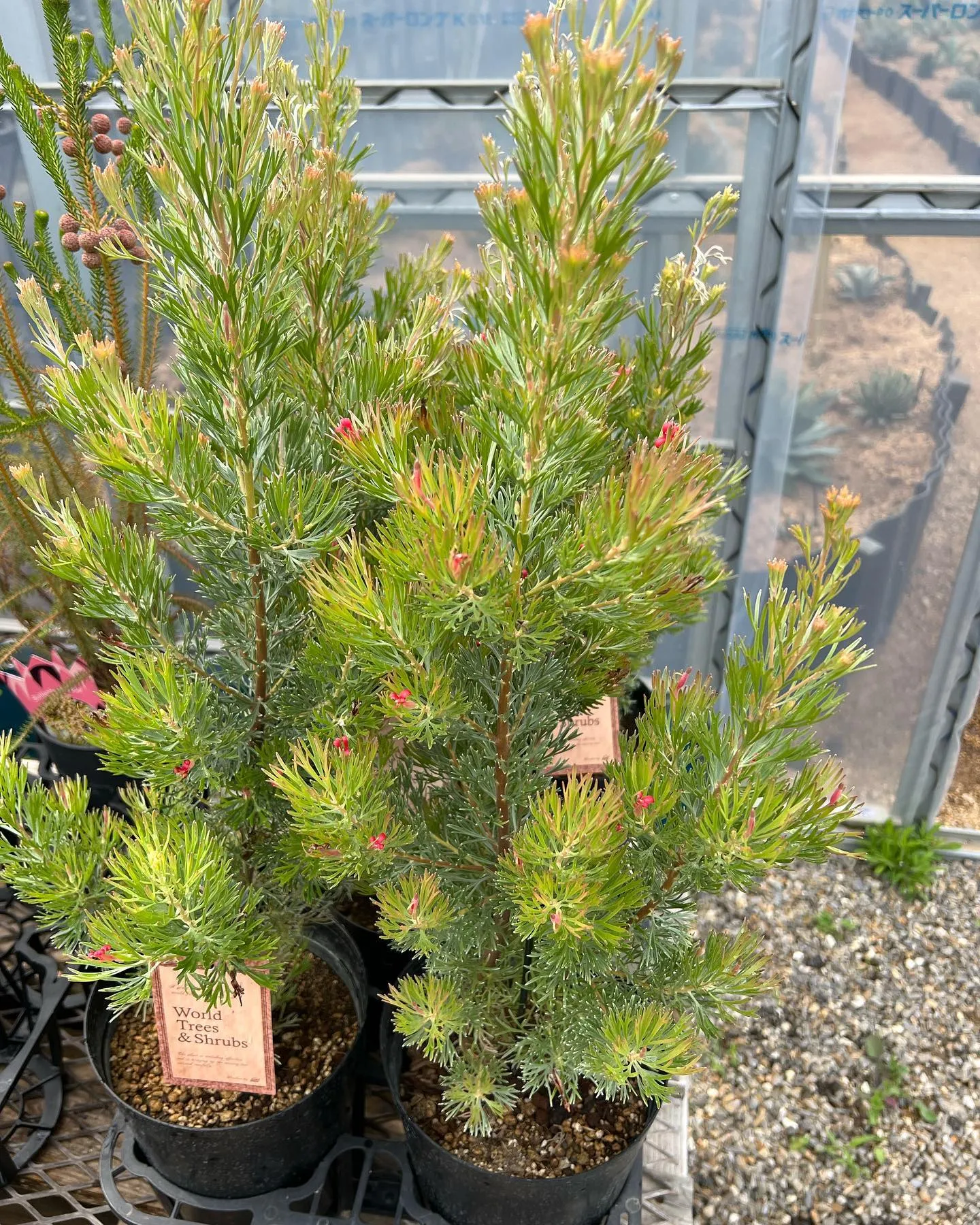 オージーも色々と入荷しております。