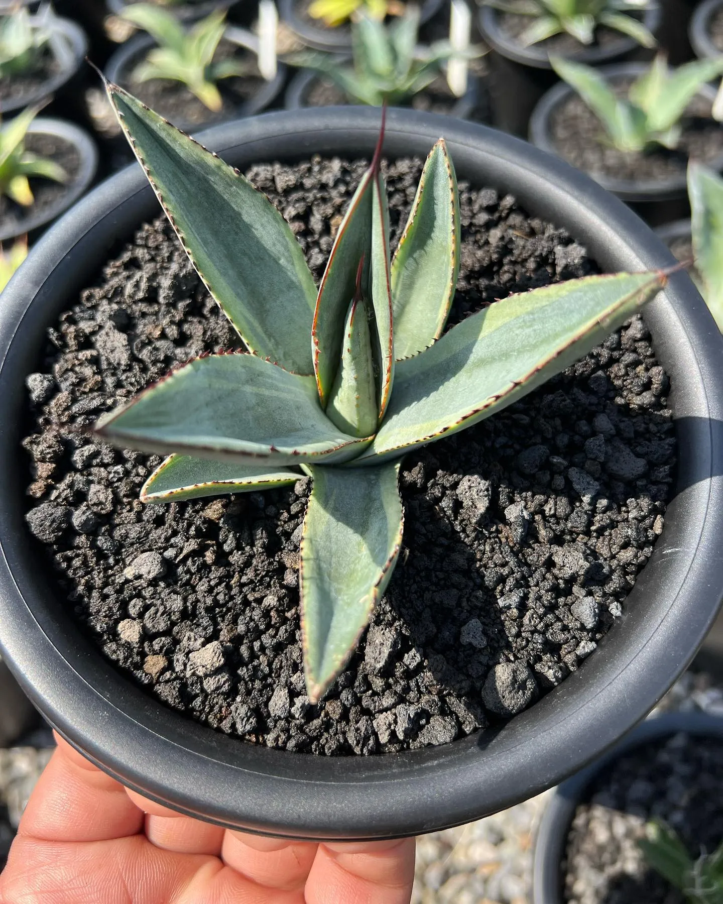 写真2枚目のパリー畑からもシャークバイト含めいくつか掘り上げ...