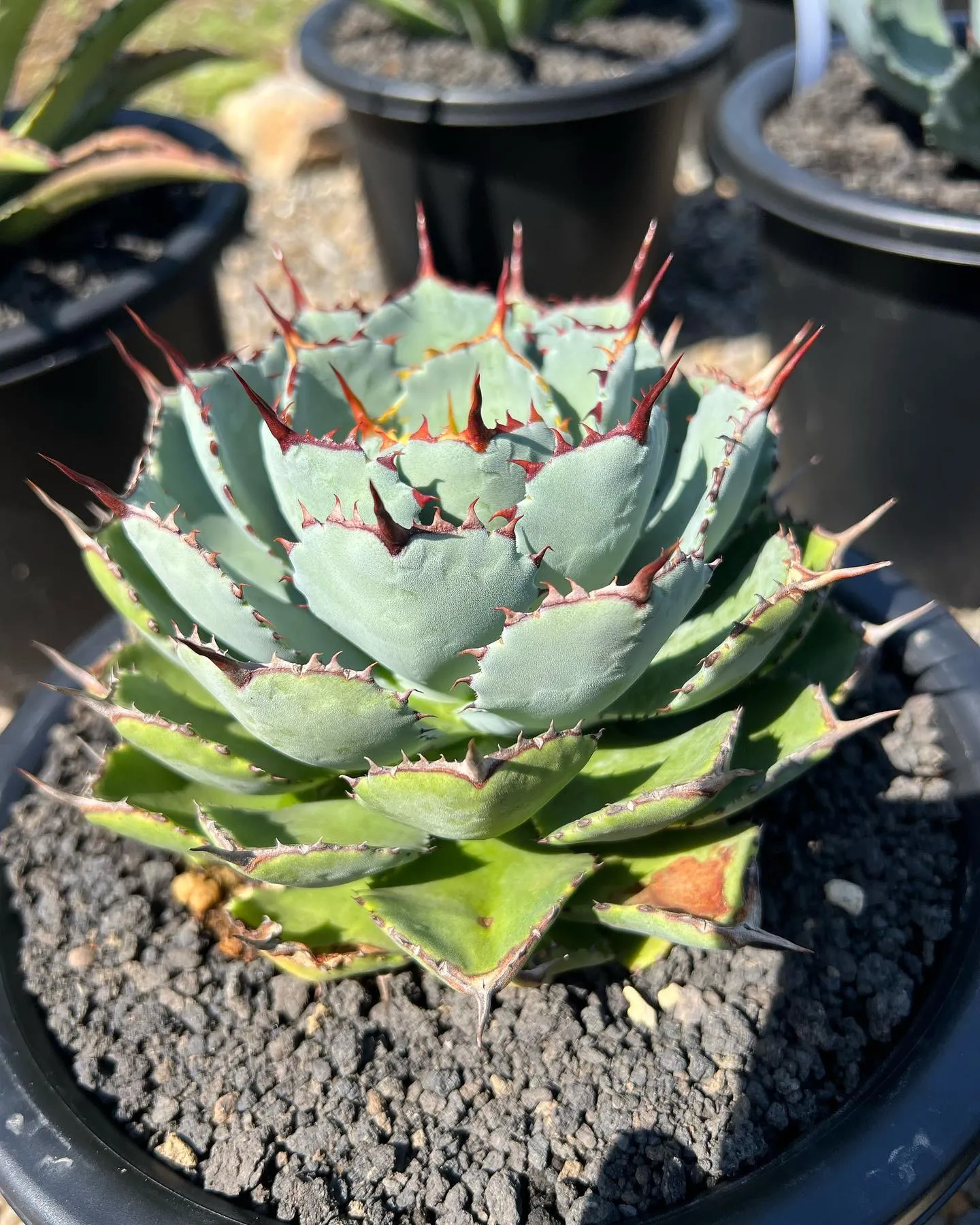 おはようございます。