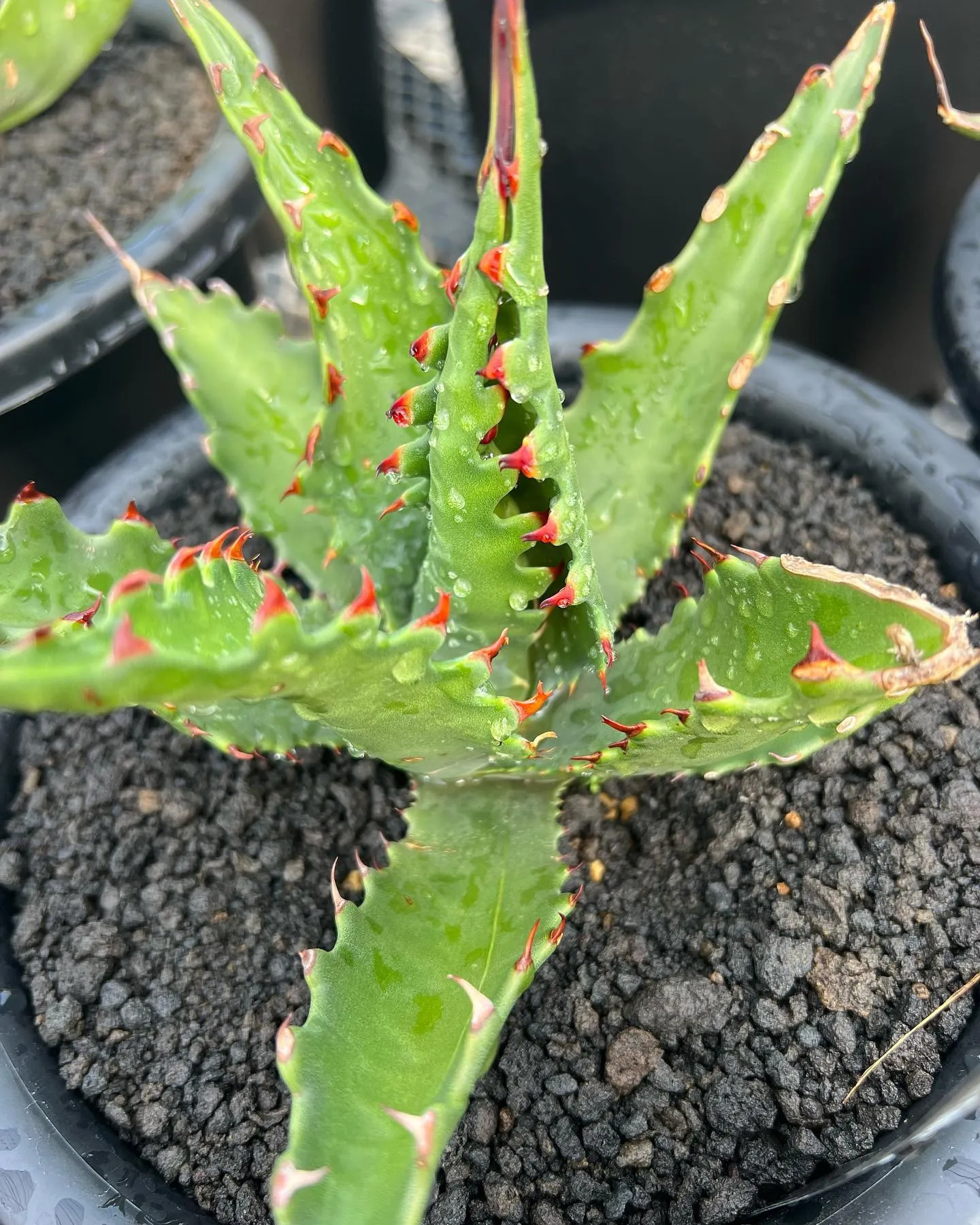 今日は愛知県はかなり暑いです🥵