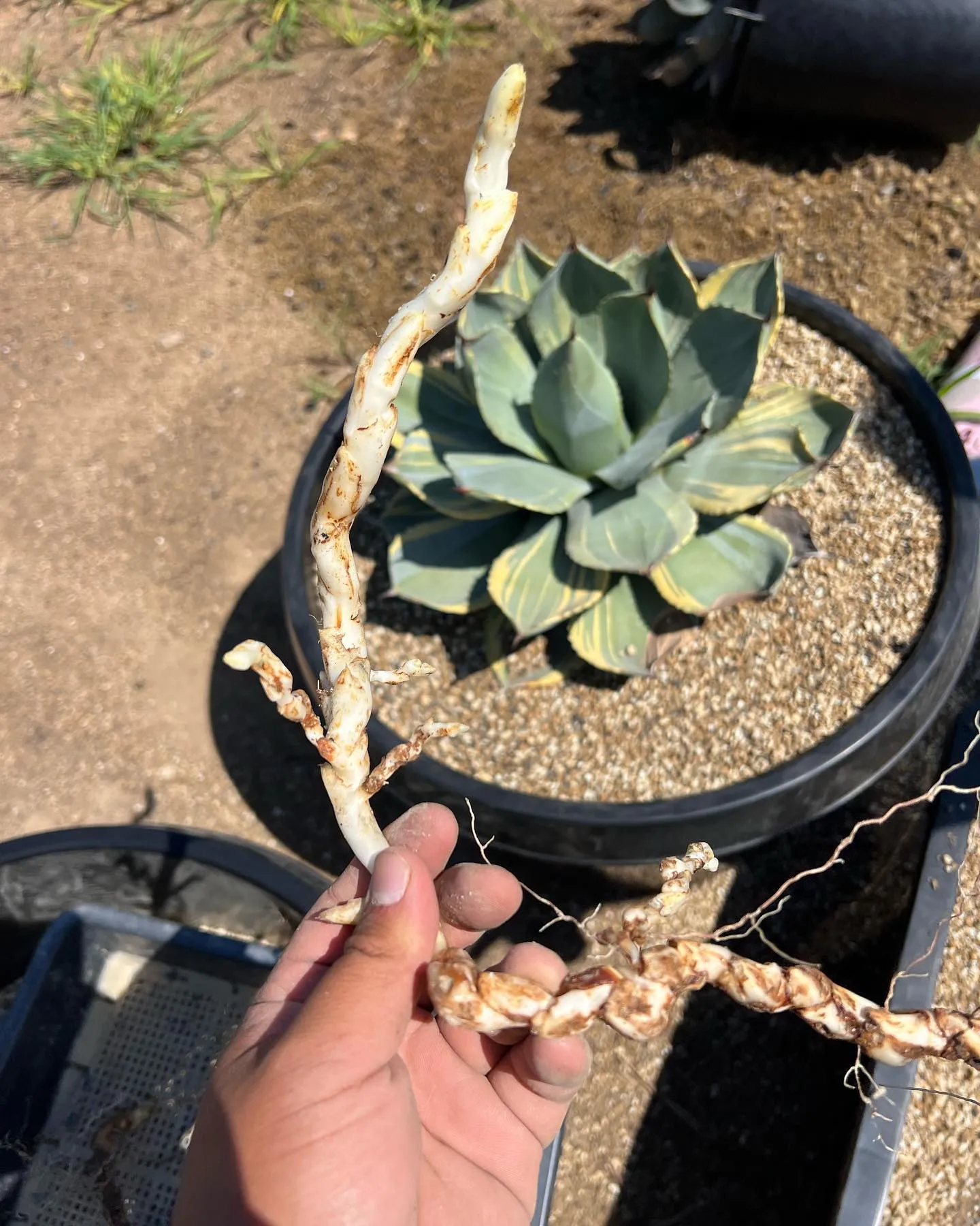 昨日は色々と大株を植え替えました。