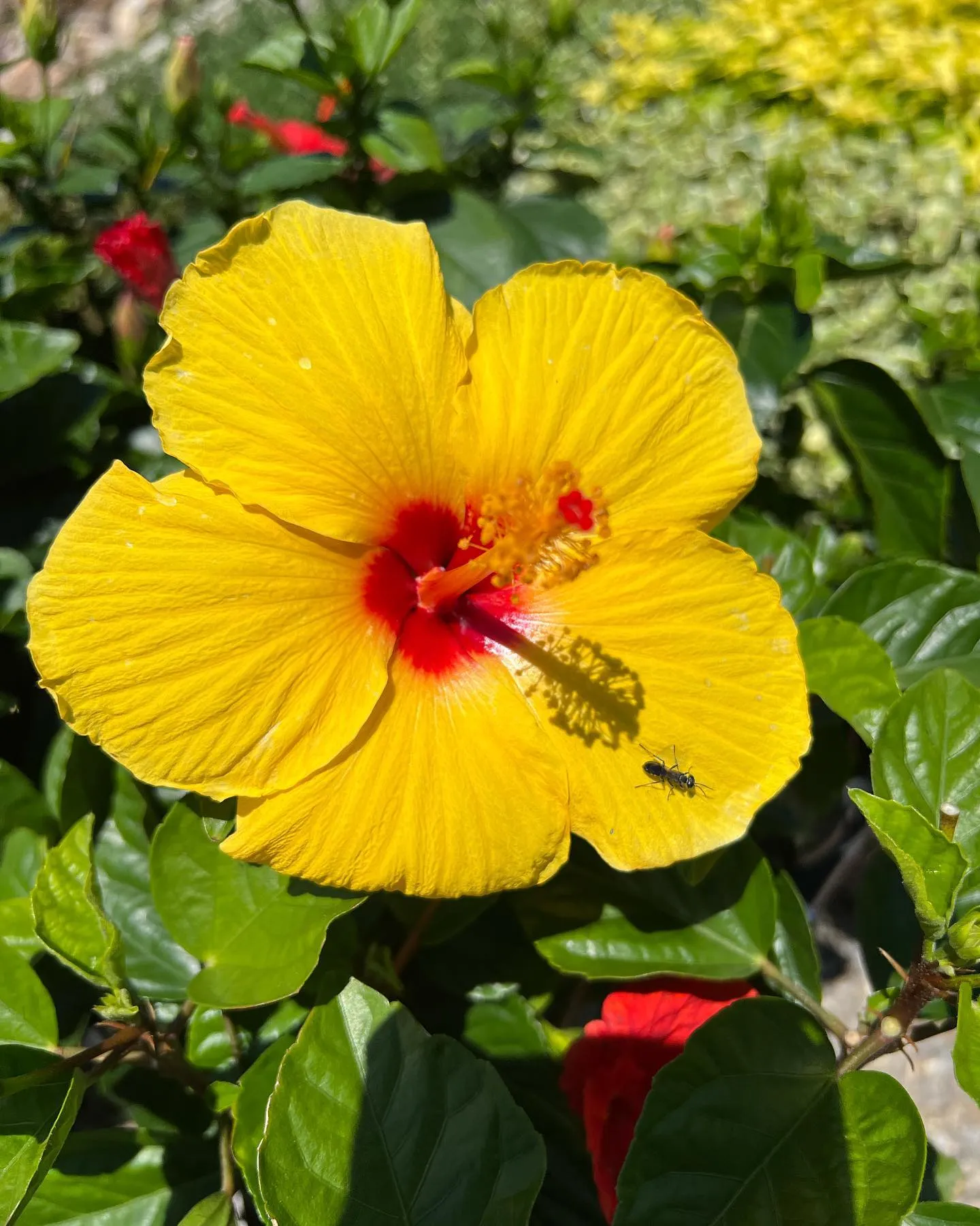 ひまわりやハイビスカス等、夏の花が満開です。