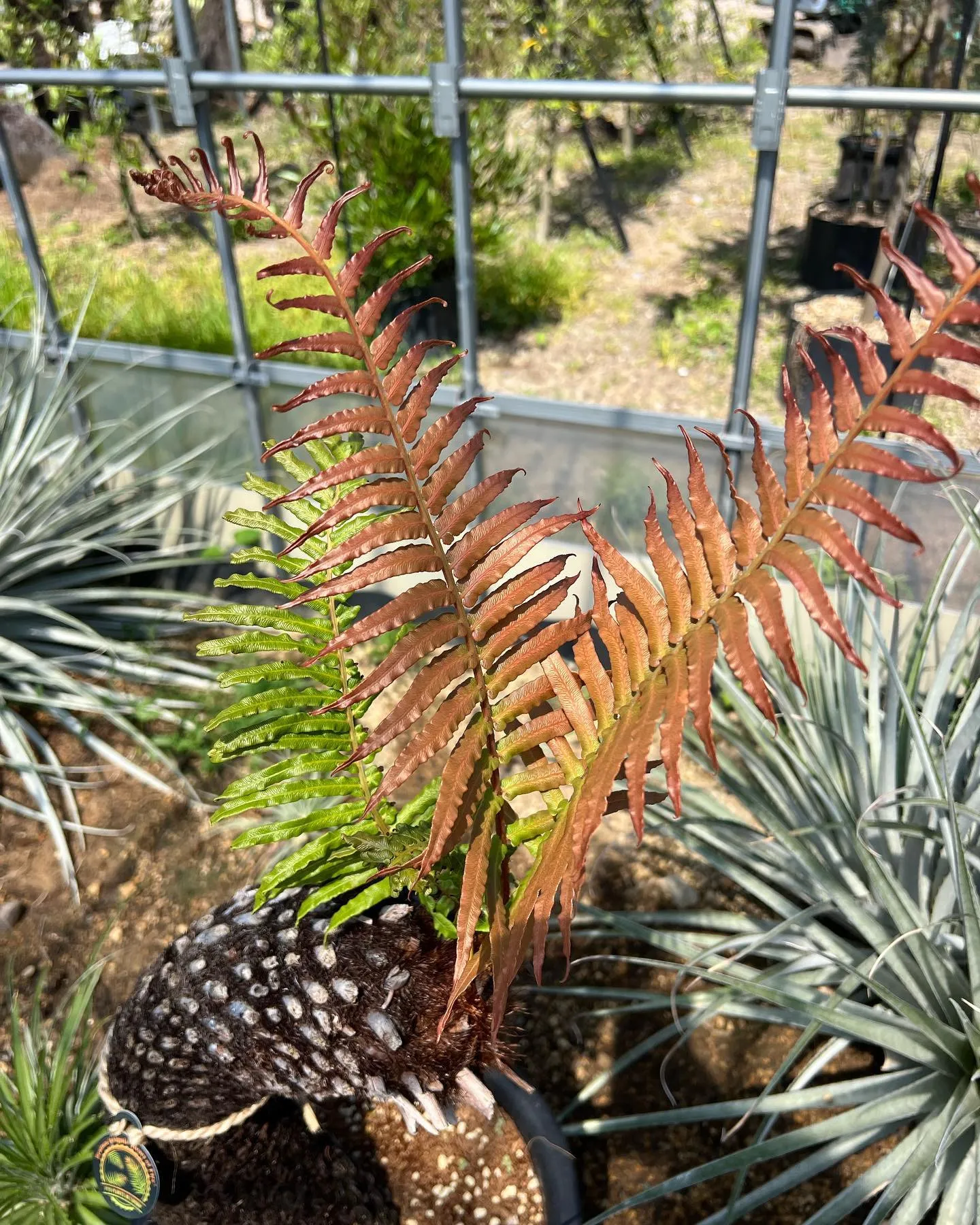 ブライネア　インシグニス