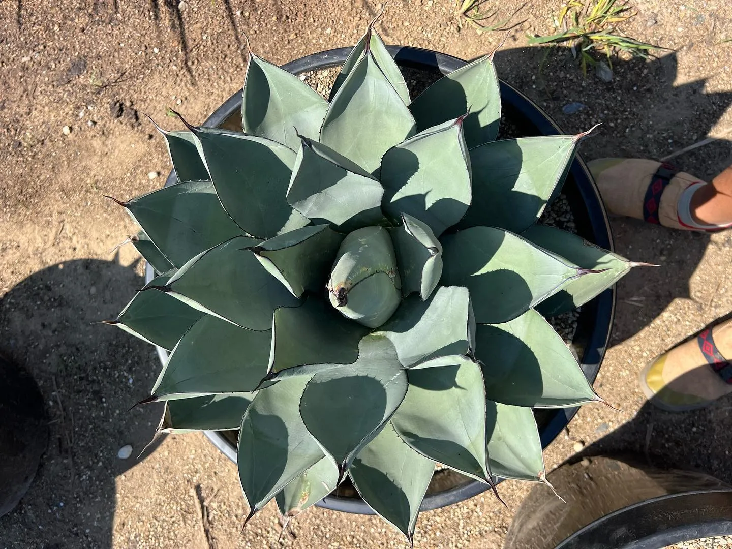 Sharkskin x Parryi truncata