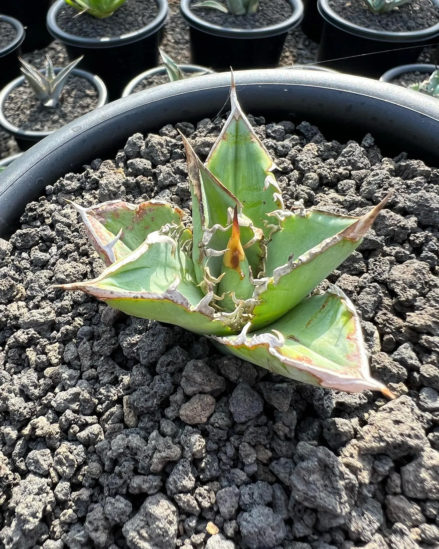 今週も色々と入荷です。