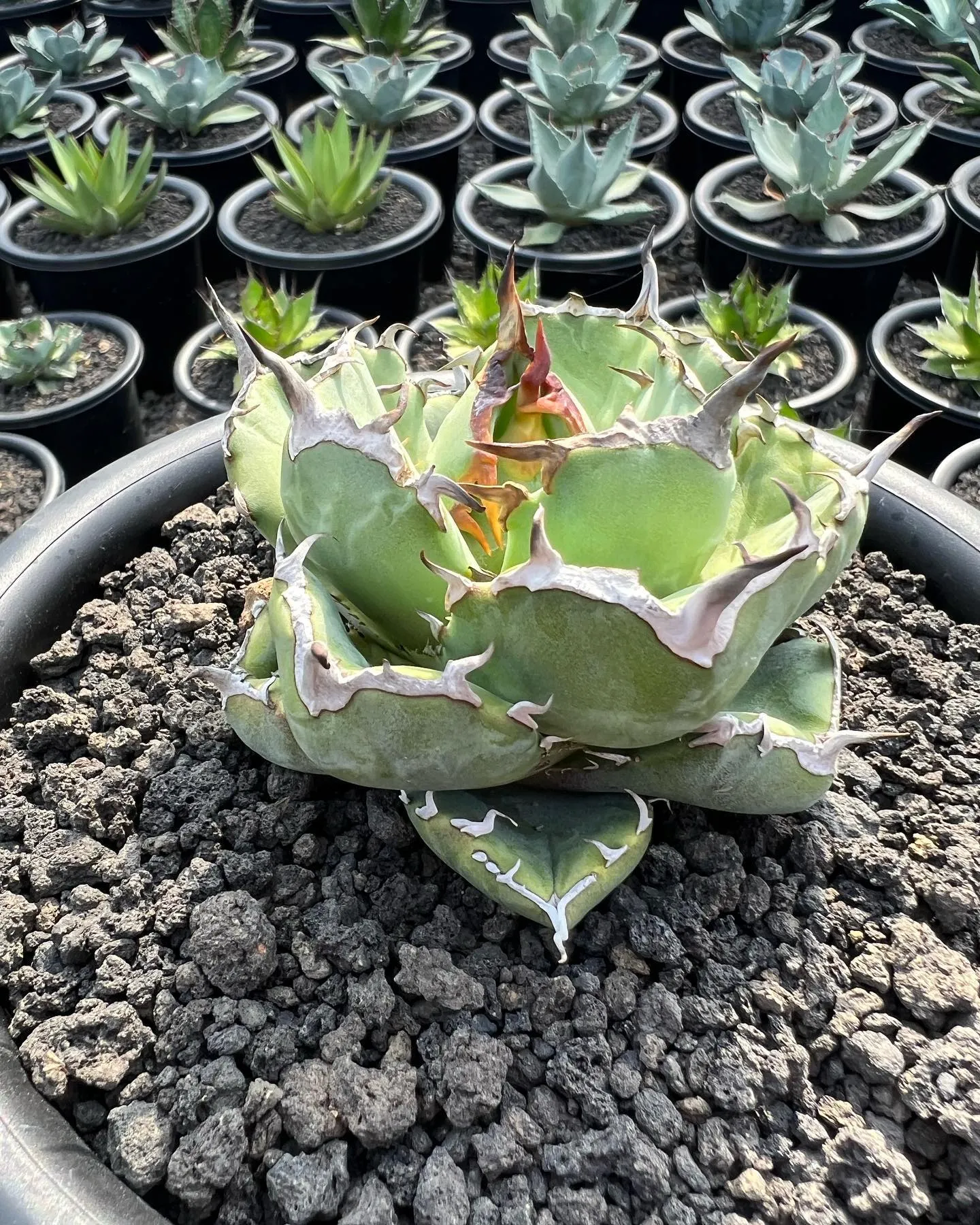 今週も色々と入荷です。