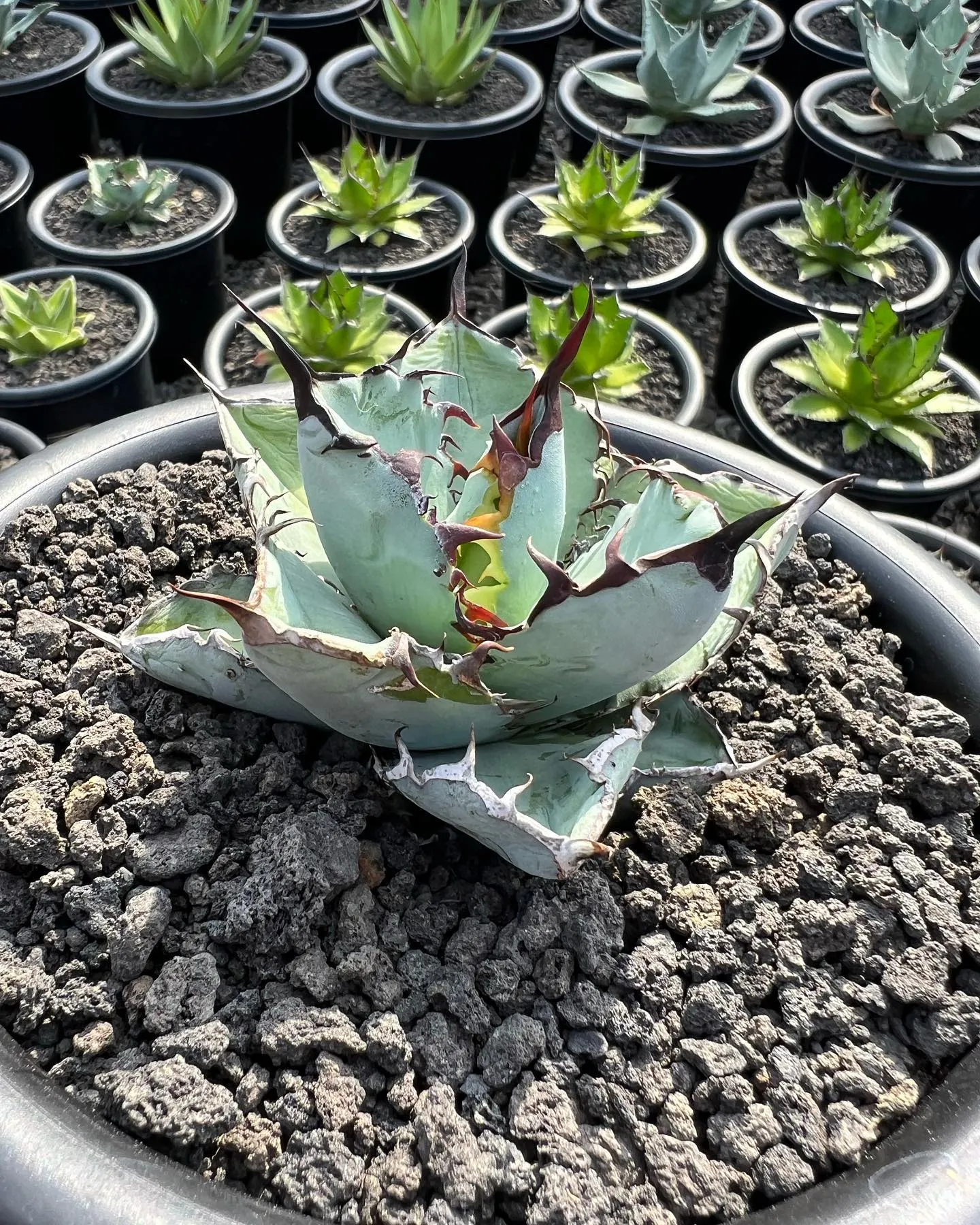 今週も色々と入荷です。