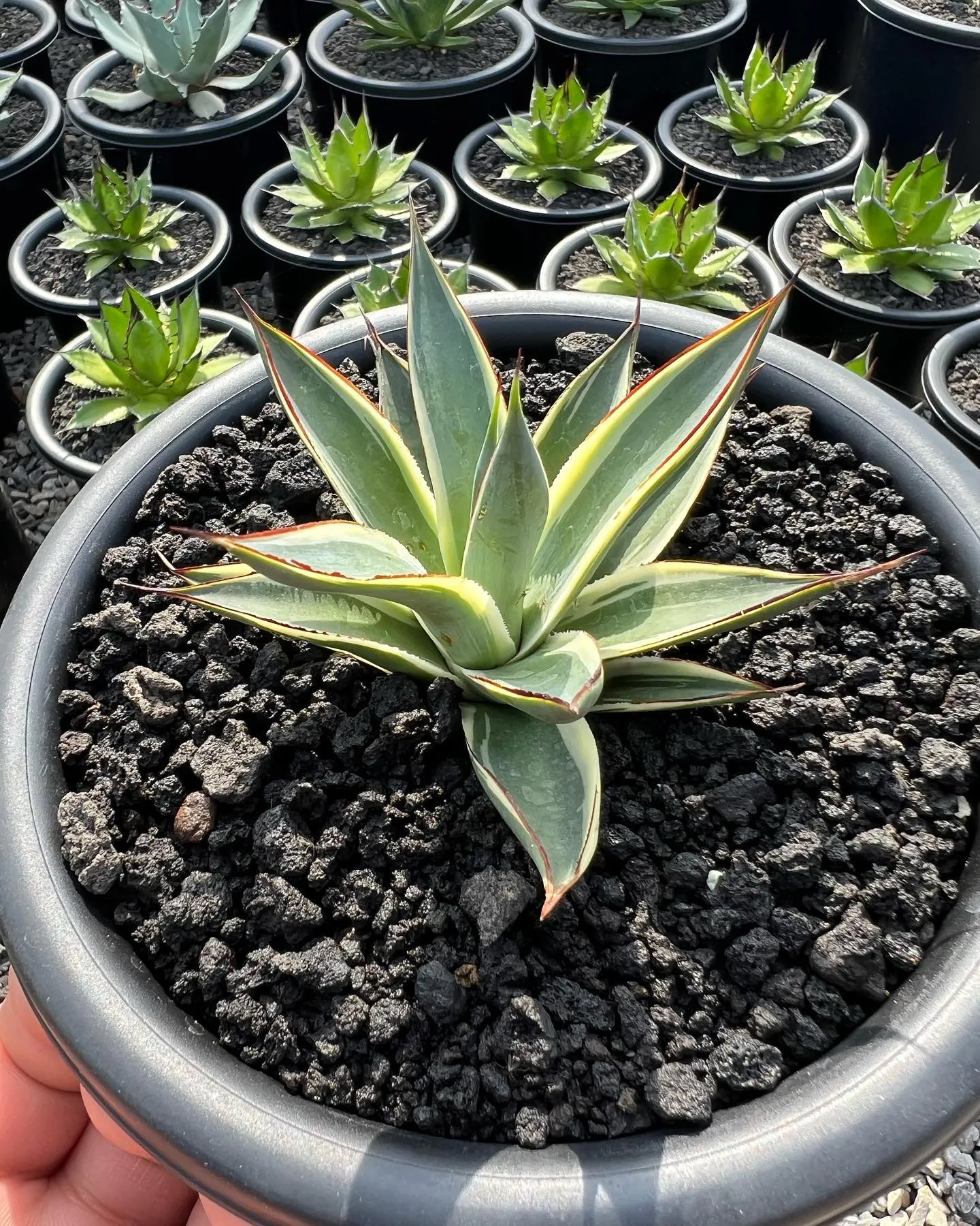 今週も色々と入荷です。