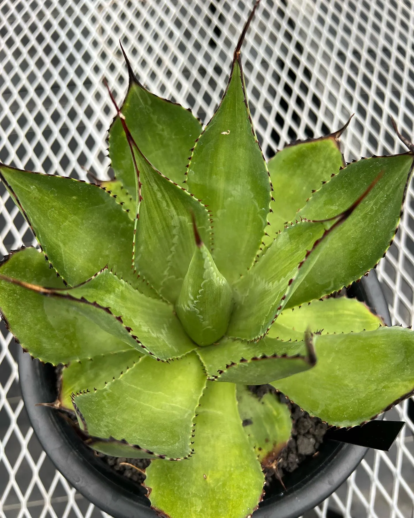 Agave Salomonii variegated 