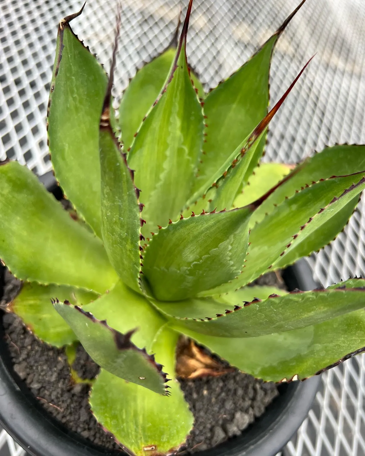 Agave Salomonii variegated 