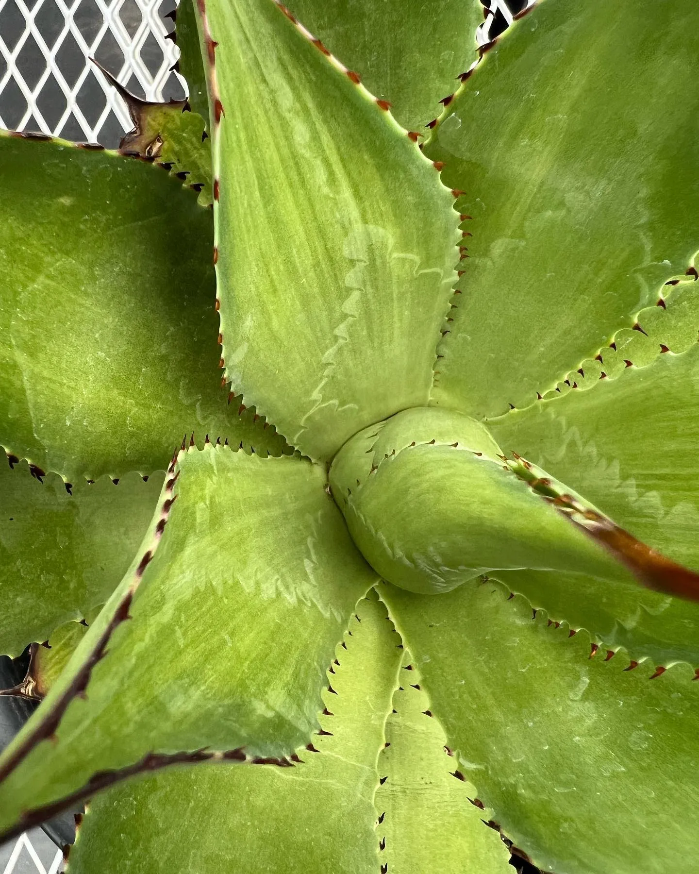 Agave Salomonii variegated 