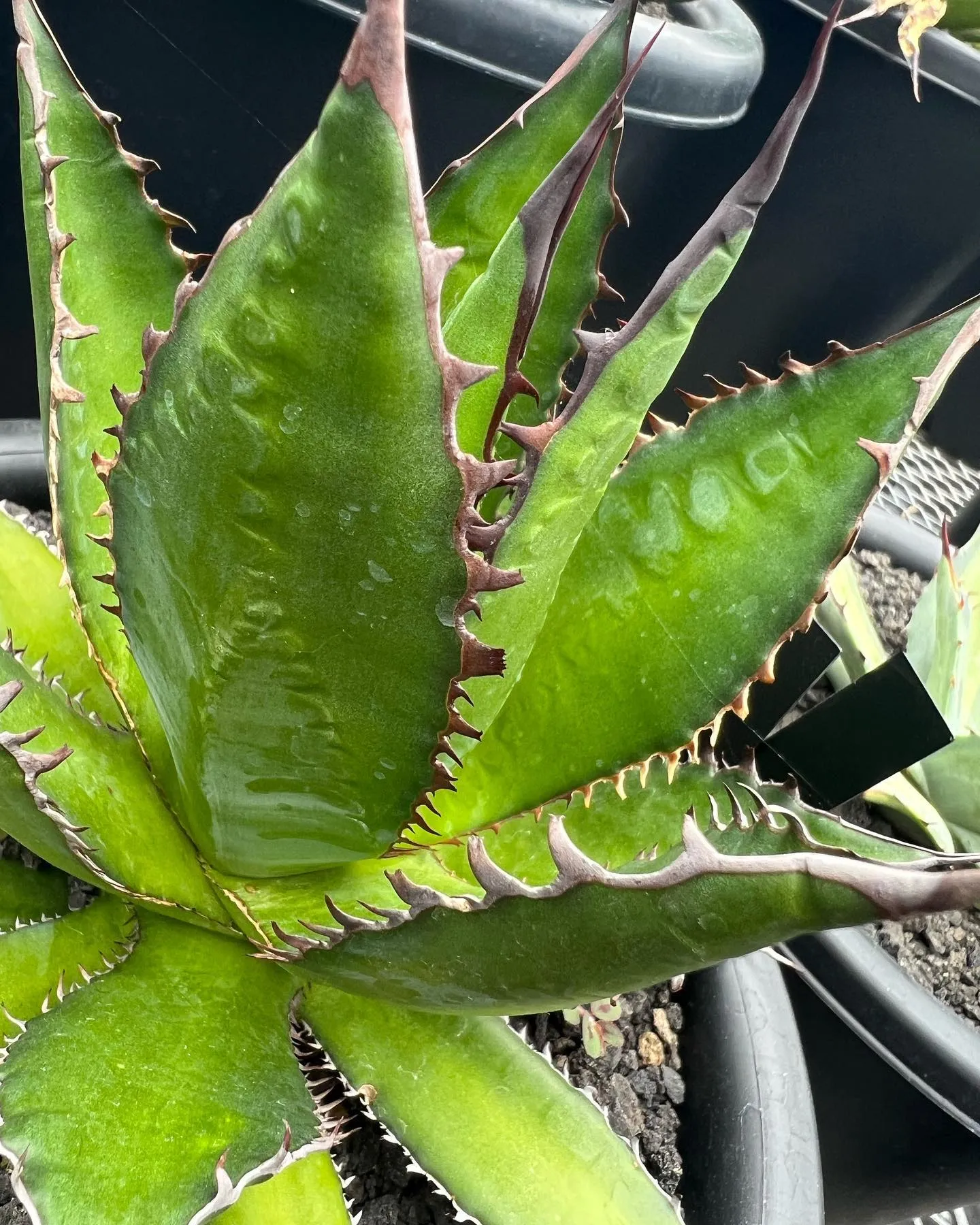 ちょっとレアなホリダの連棘も今週から。