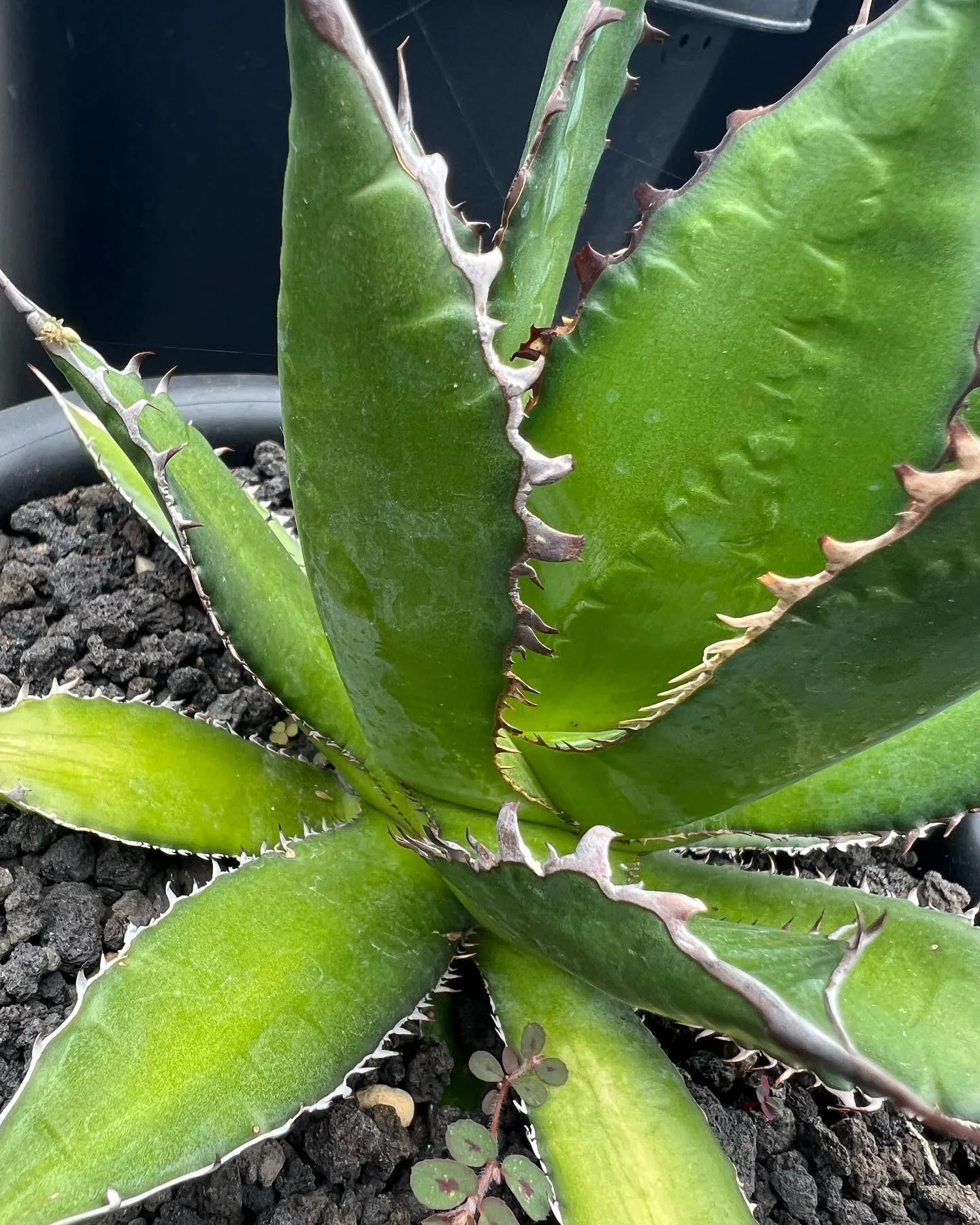 ちょっとレアなホリダの連棘も今週から。