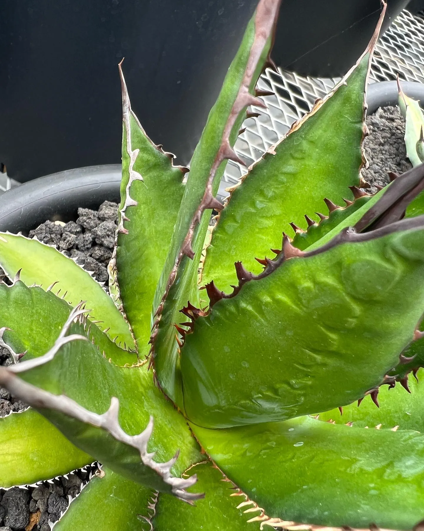 ちょっとレアなホリダの連棘も今週から。