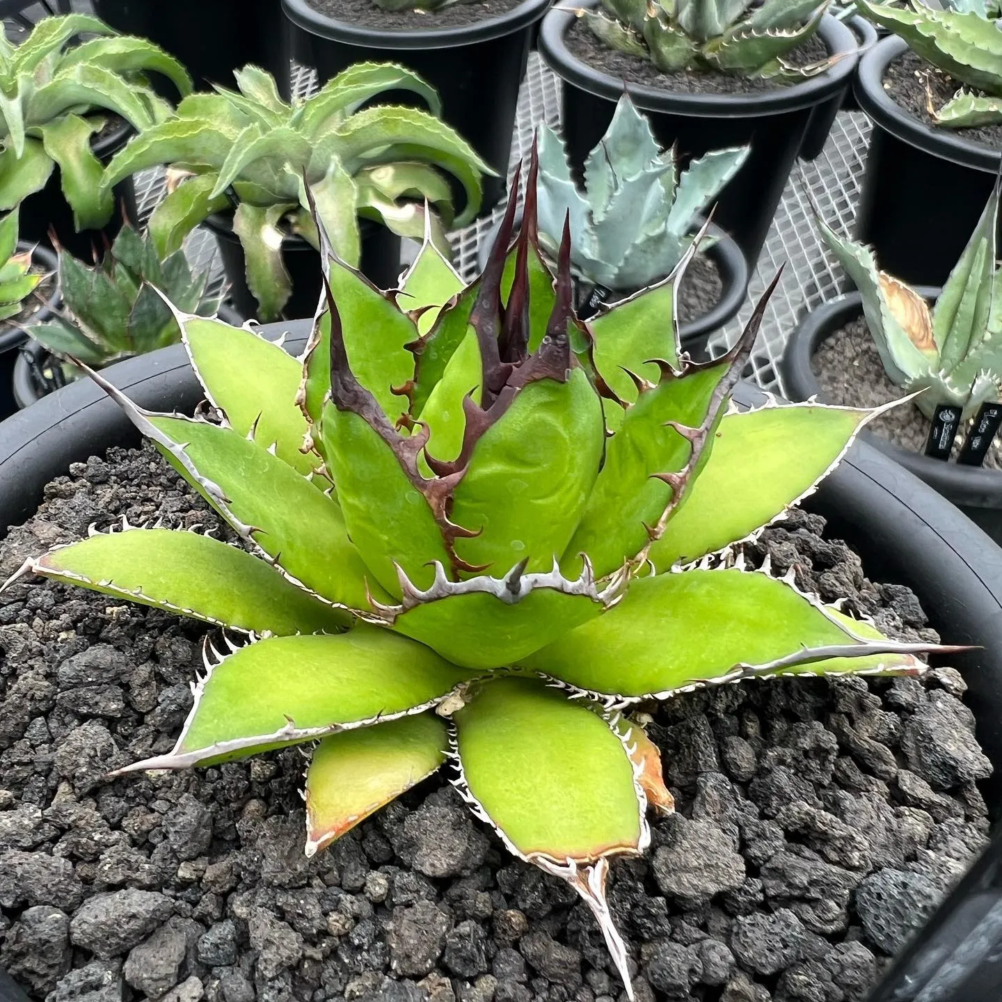 ホリダも色々と個性があって良きです😊