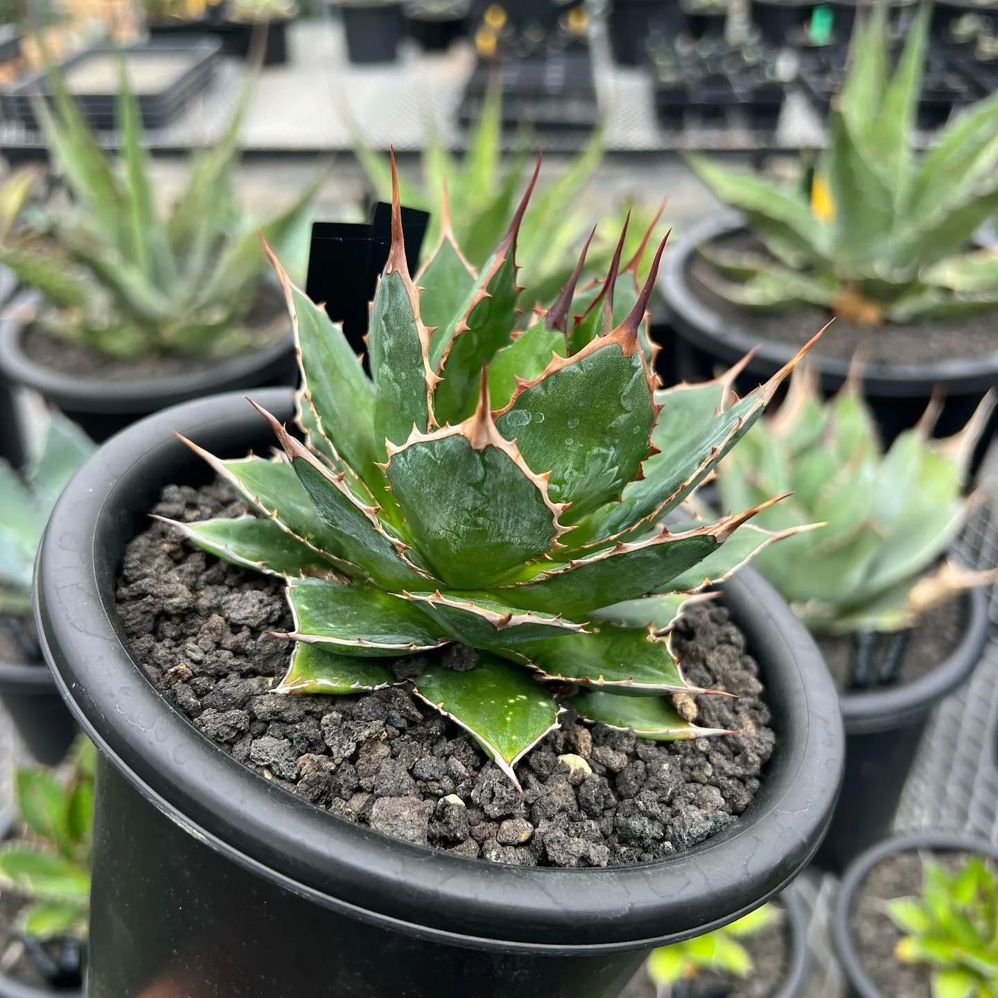 ホリダも色々と個性があって良きです😊