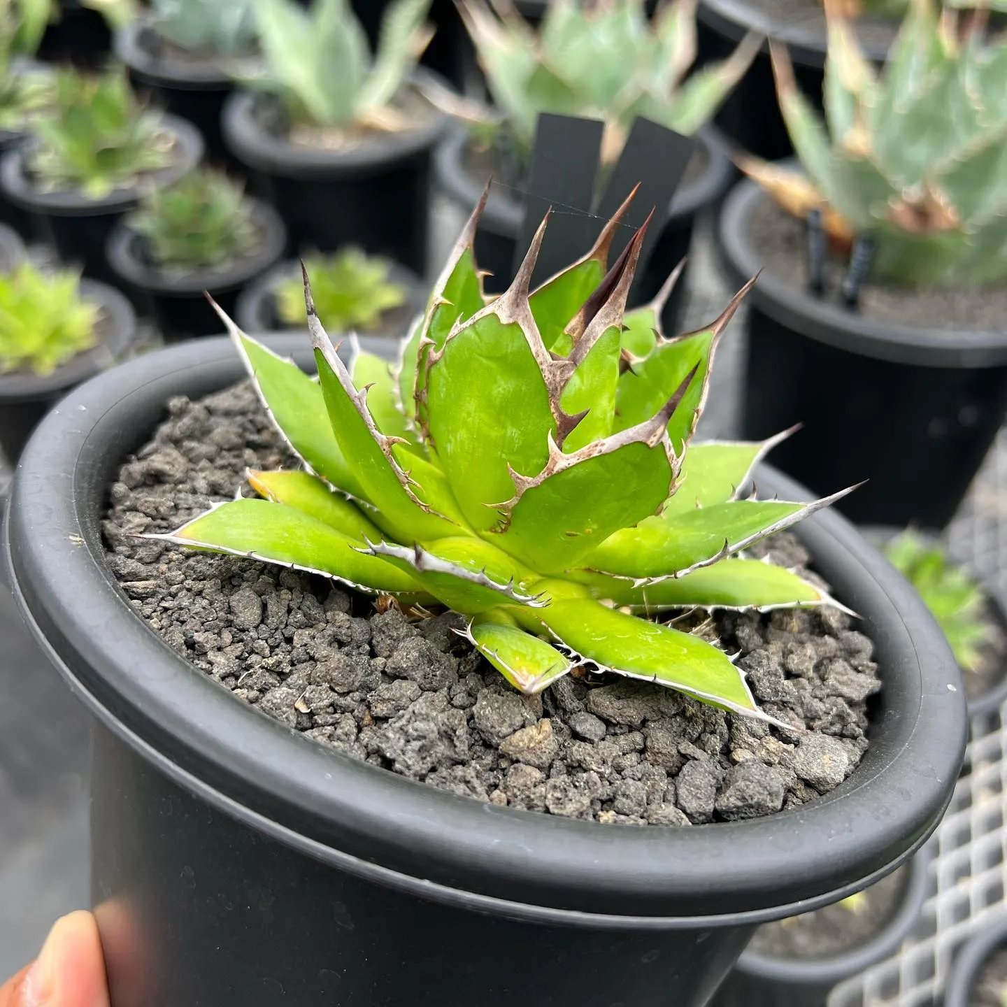 ホリダも色々と個性があって良きです😊