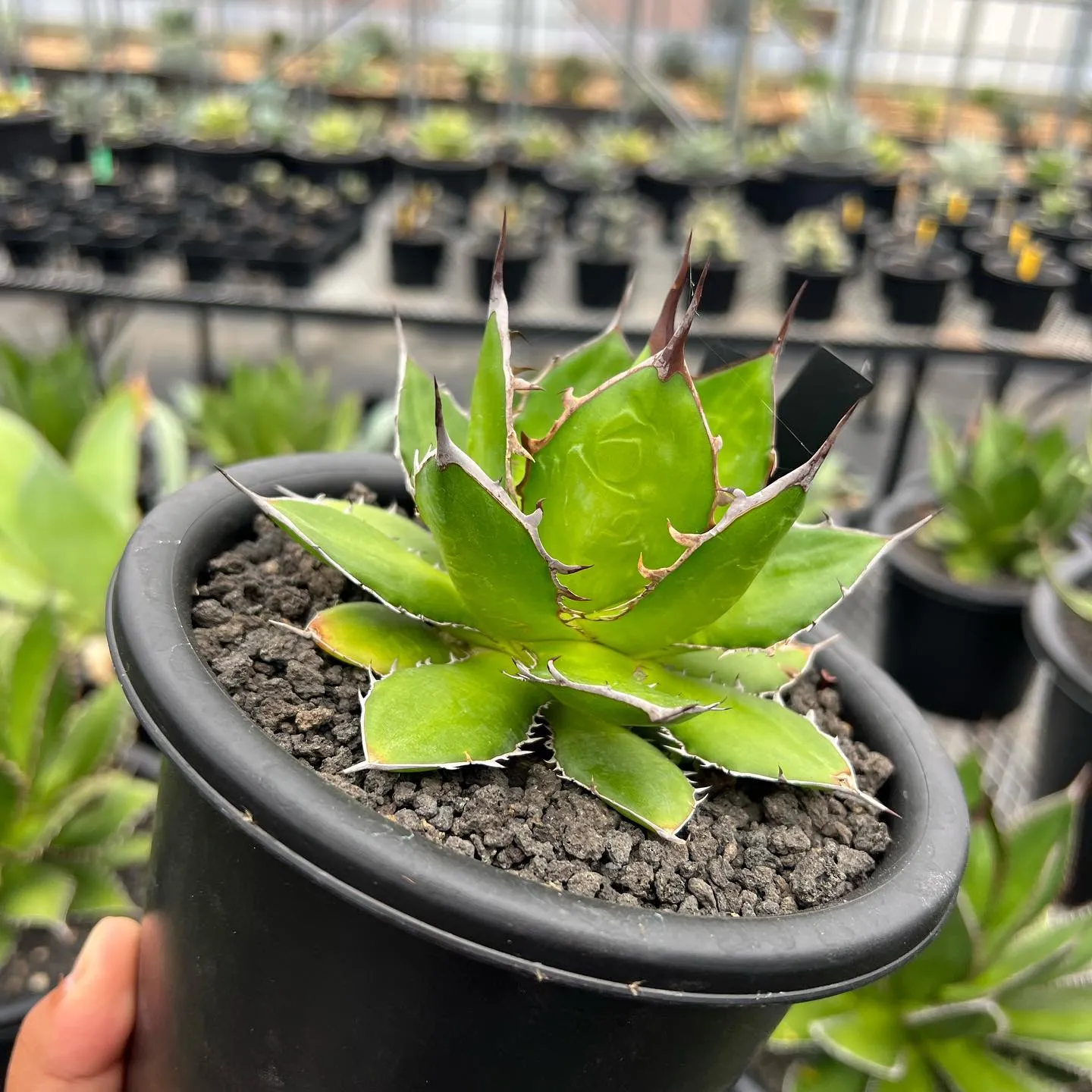 ホリダも色々と個性があって良きです😊