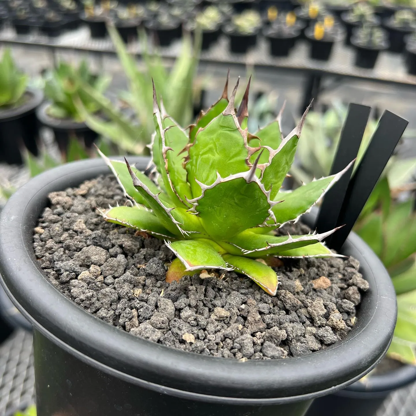 ホリダも色々と個性があって良きです😊