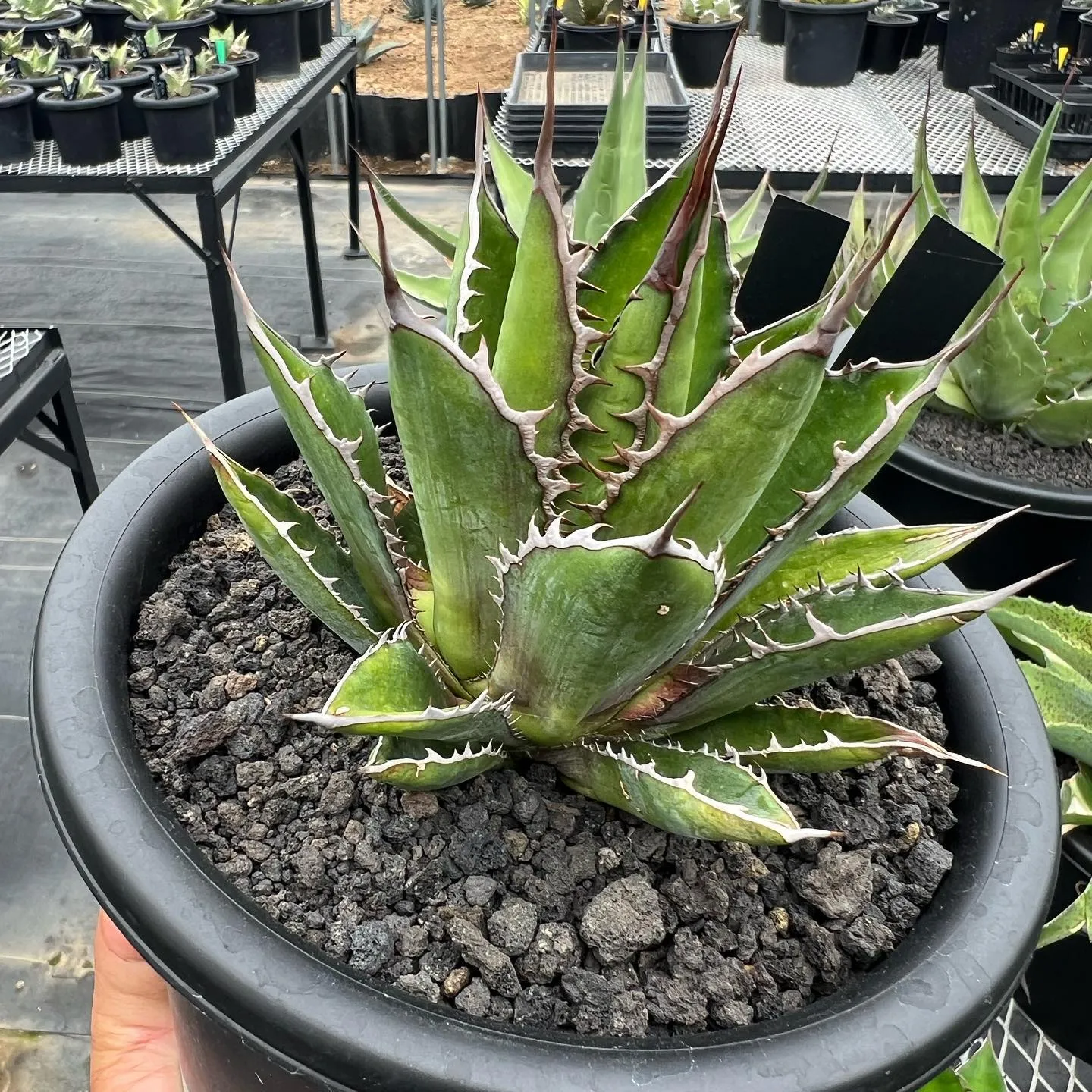 ホリダも色々と個性があって良きです😊