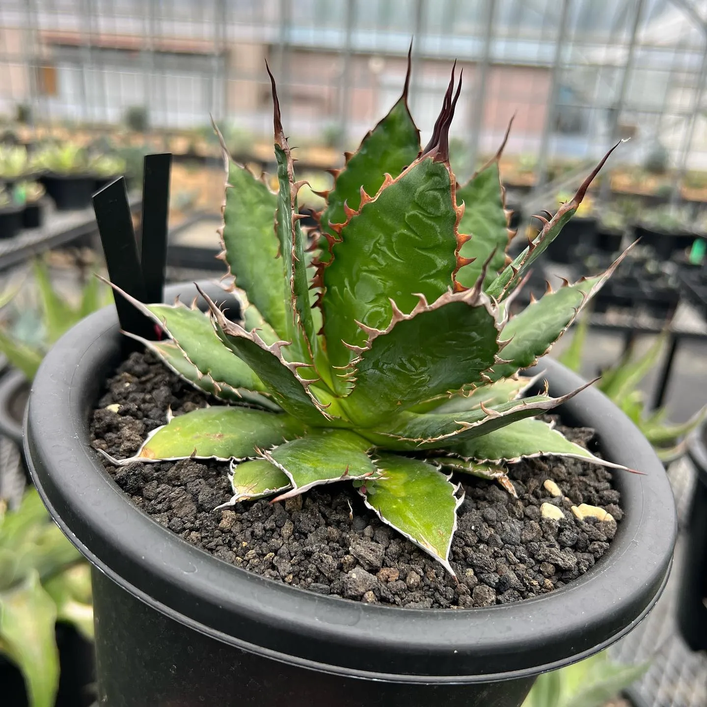 ホリダも色々と個性があって良きです😊