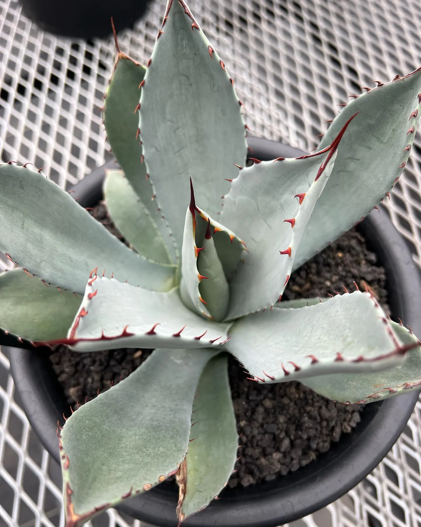 Parryi truncata x Guadalajaran...